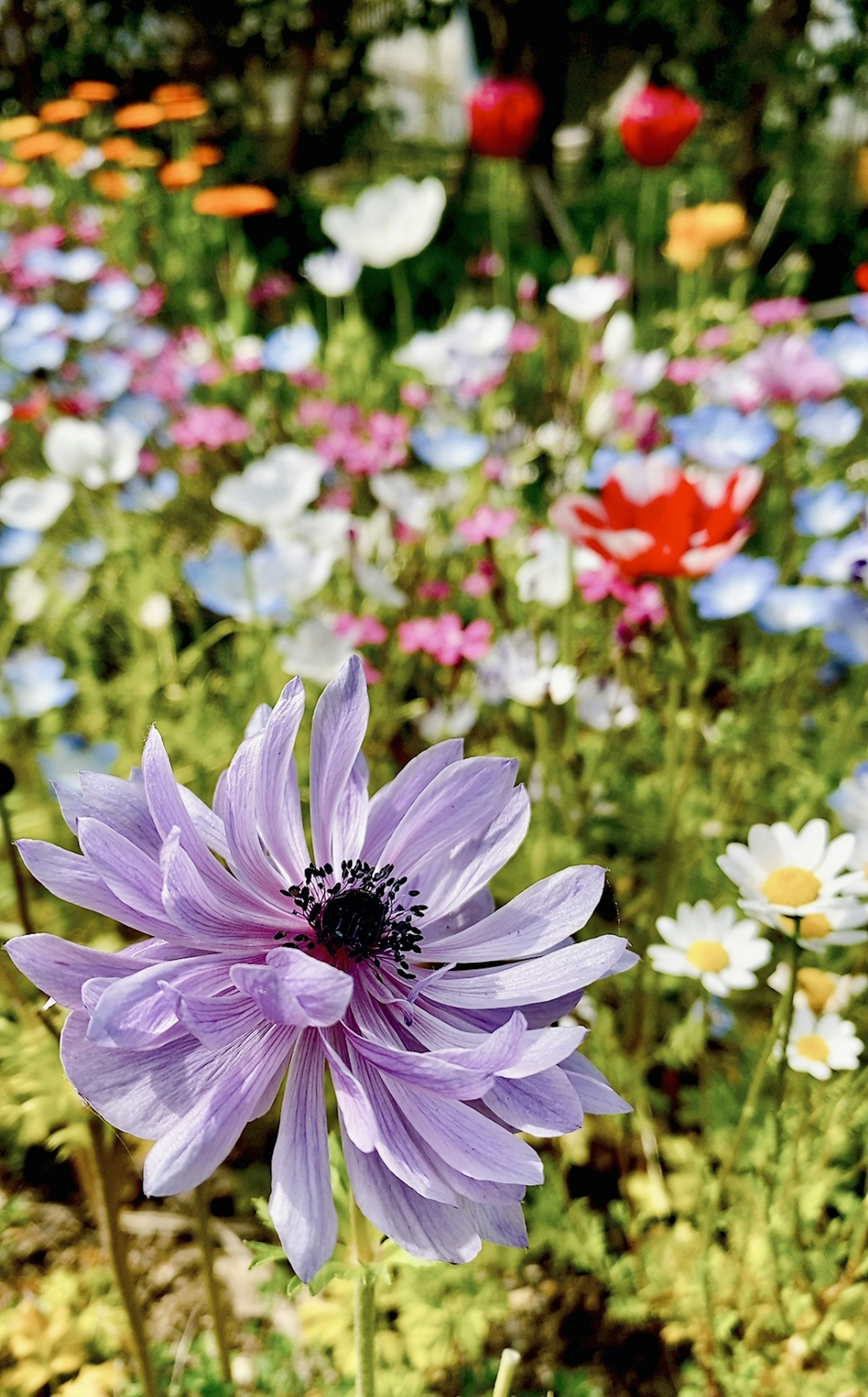 Un jardín lleno de flores coloridas con una flor morada destacada