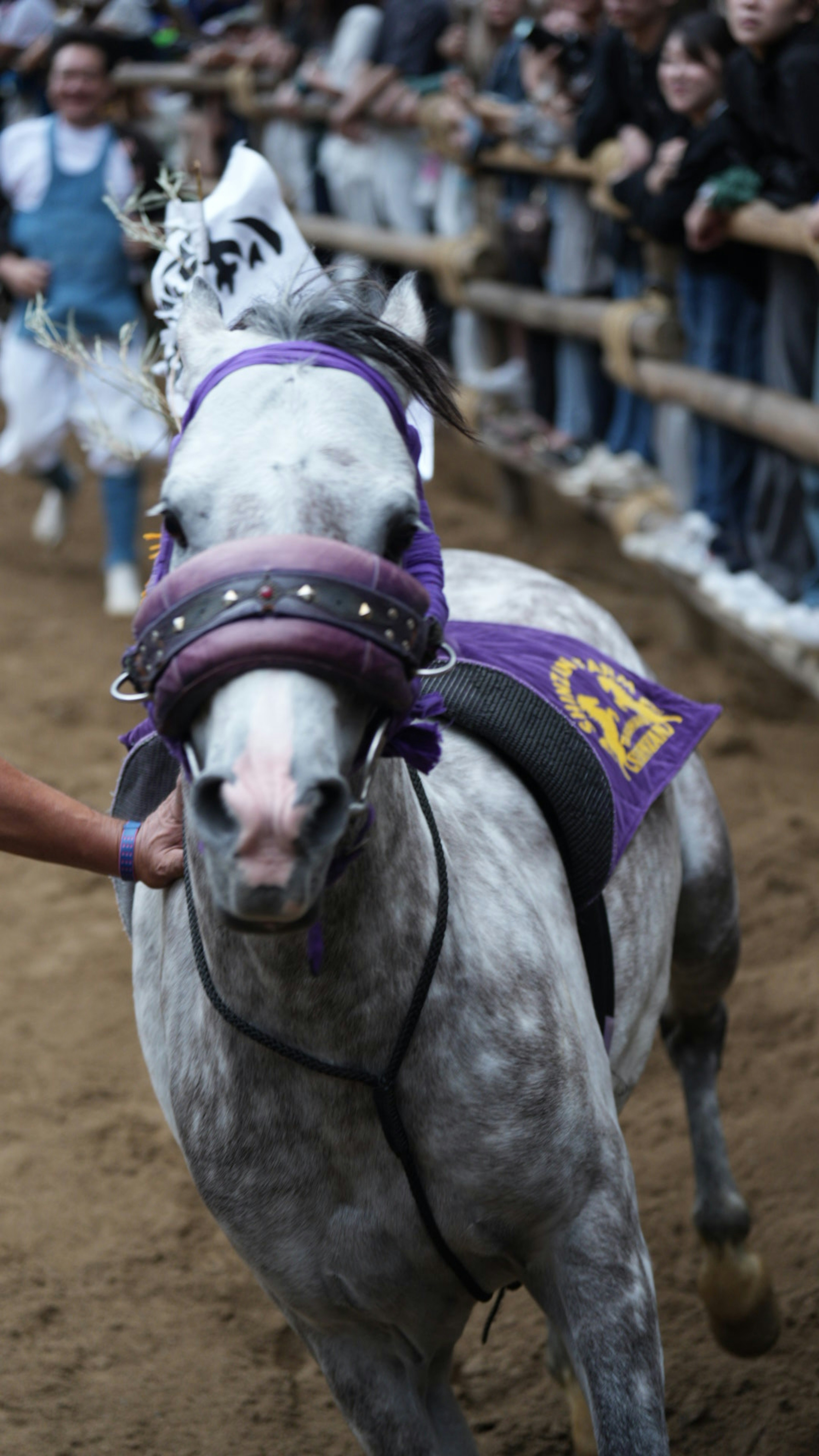 競馬で走る灰色の馬と観客の姿