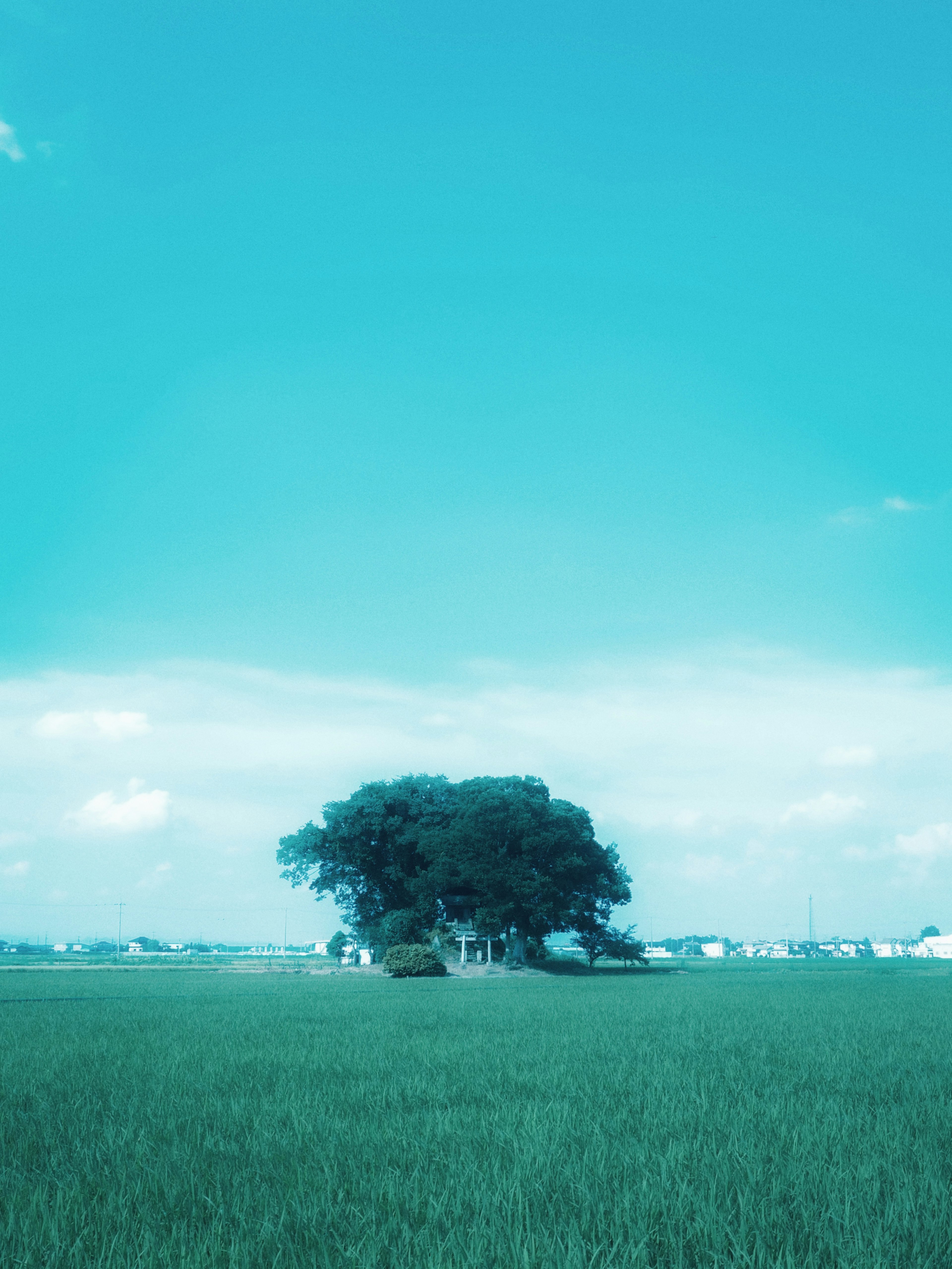 A large tree in a green rice field under a blue sky