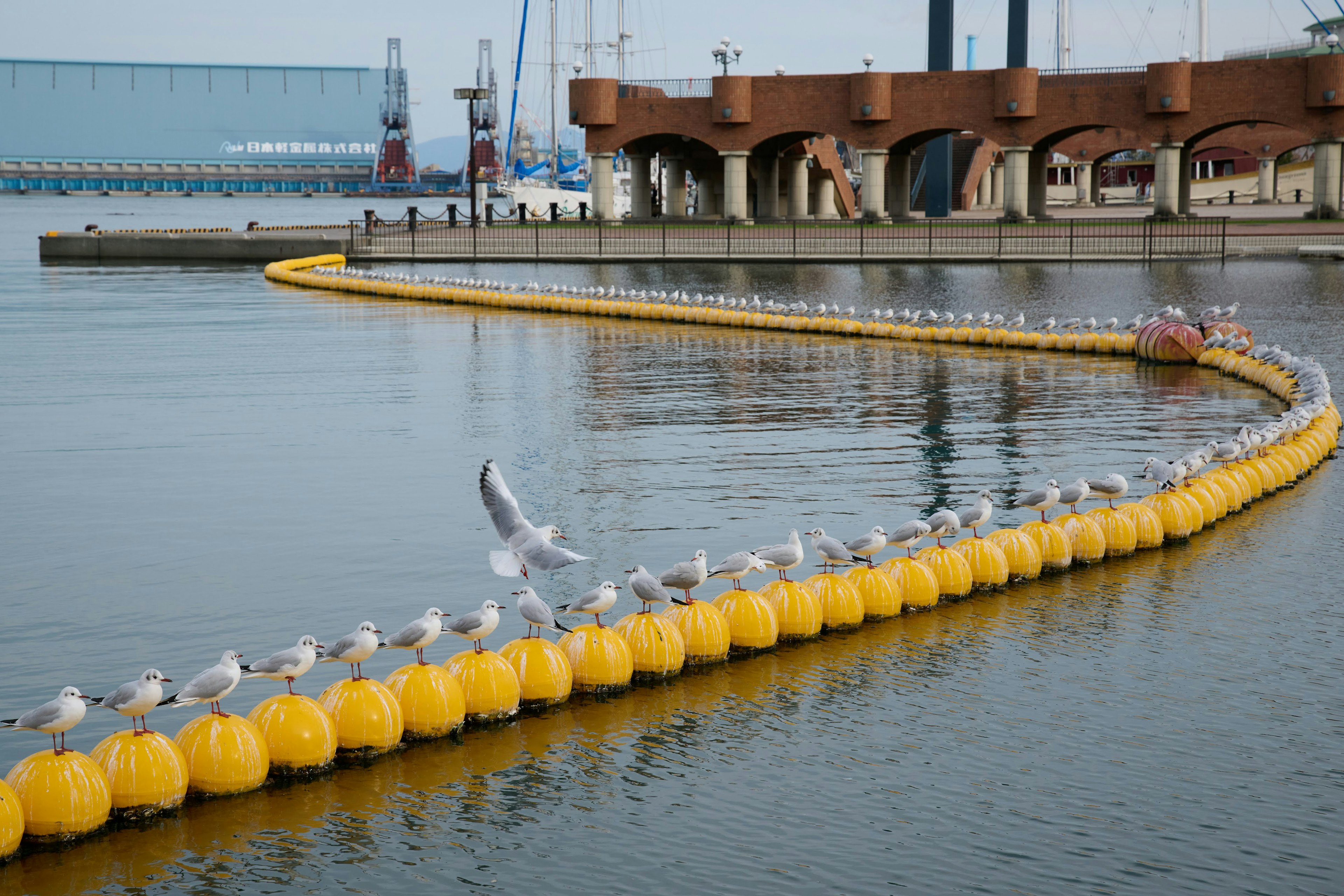 黄色い浮きに止まるカモメたちと静かな水面の港の風景