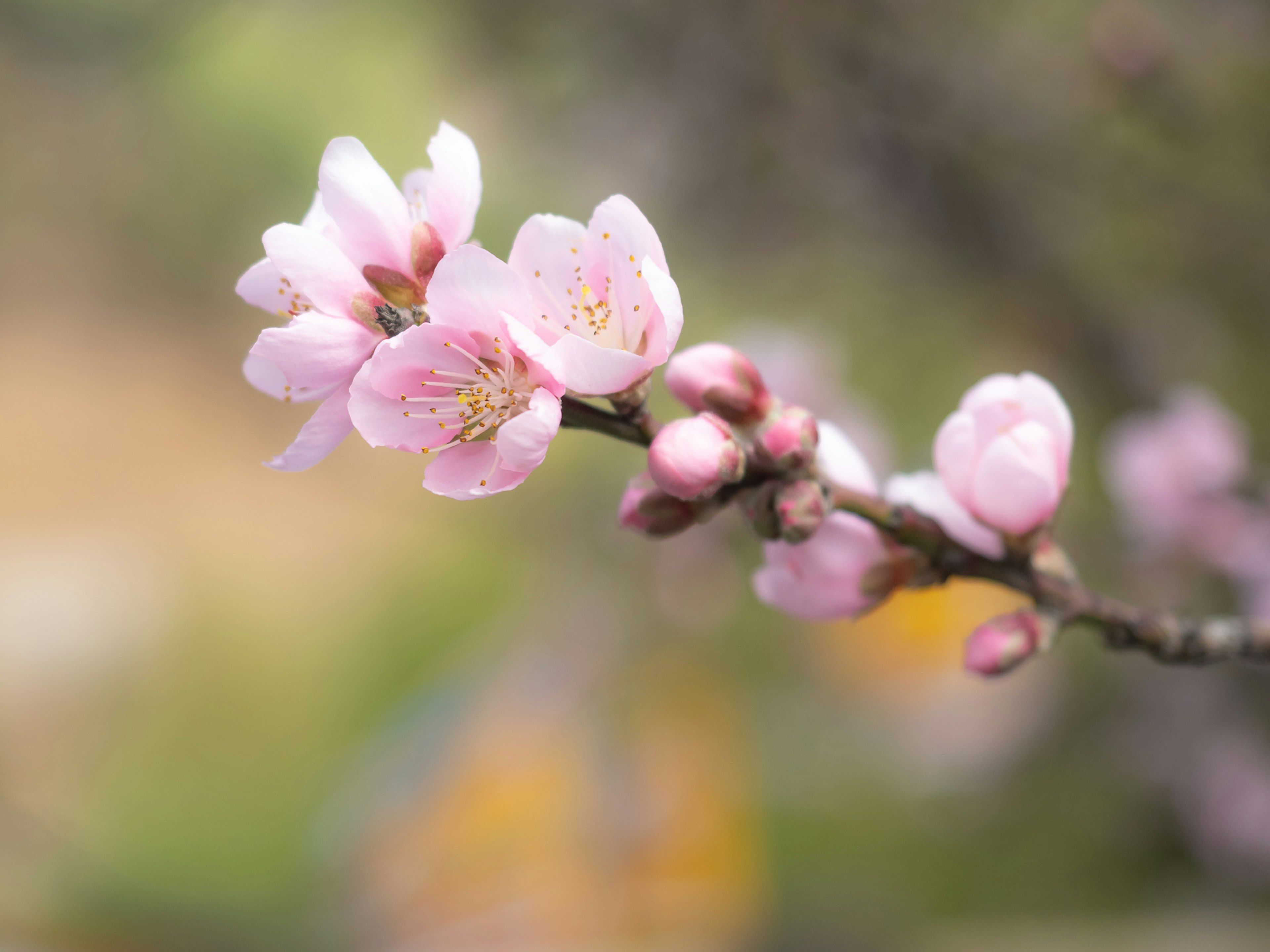 Close-up of cherry blossom flowers on a branch