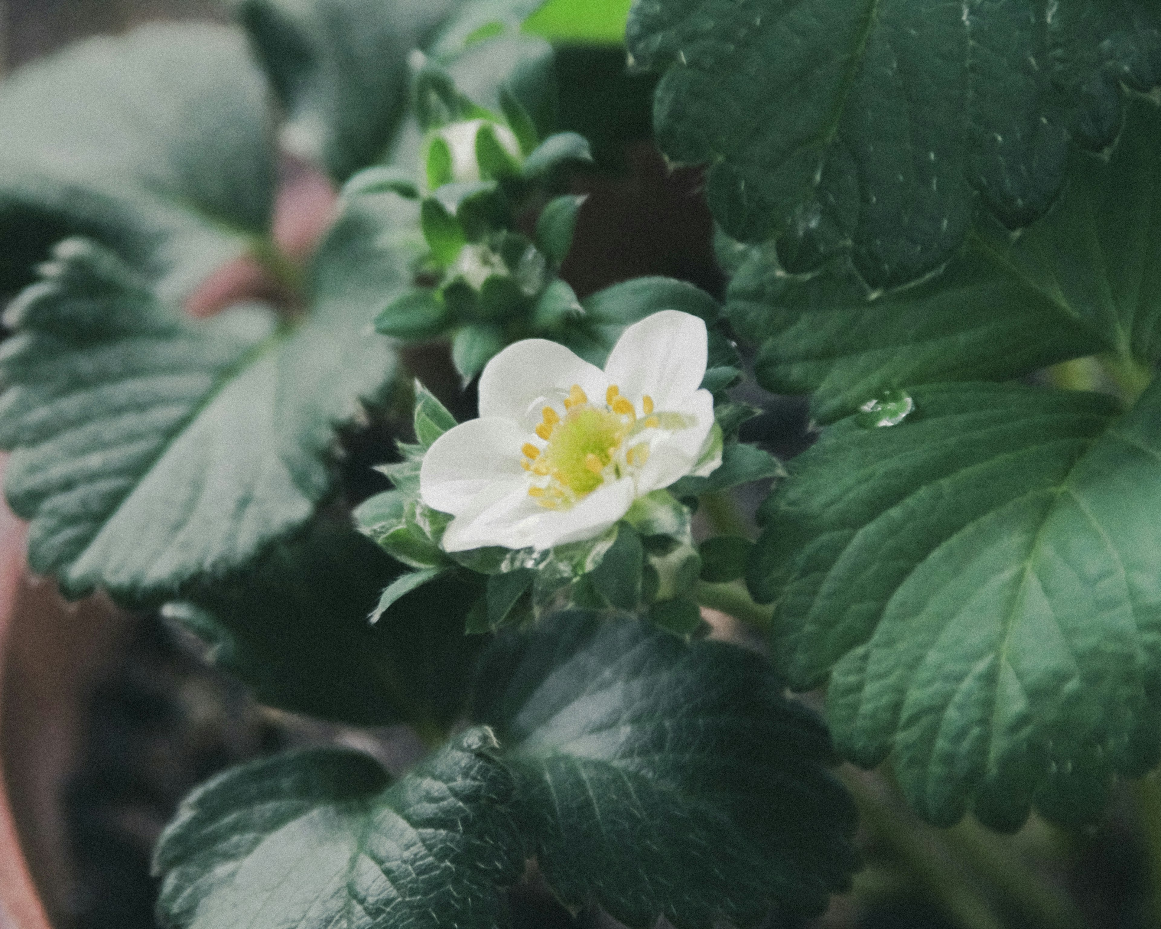 Close-up of a strawberry plant with a blooming white flower