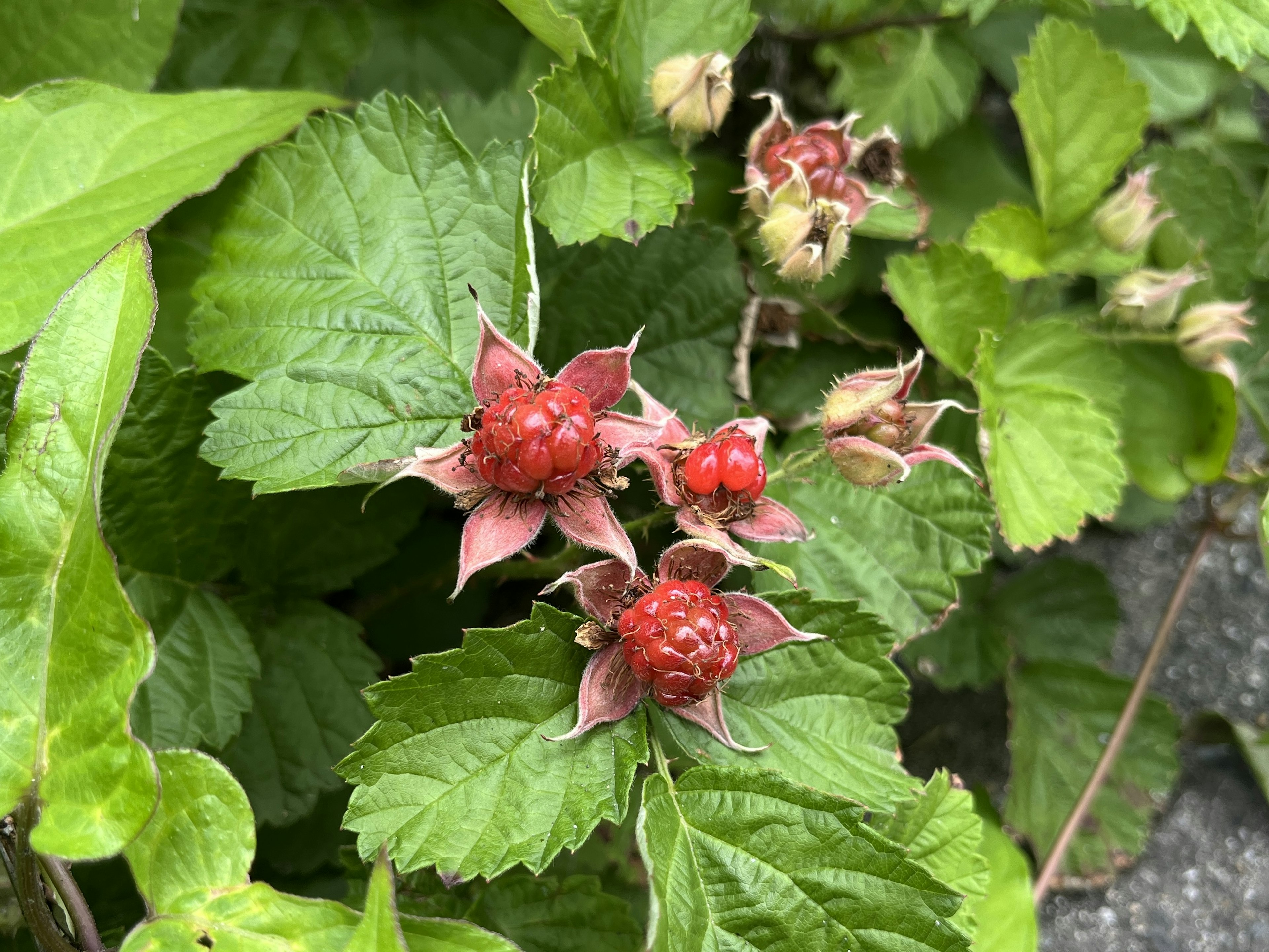 赤い果実と緑の葉を持つ植物のクローズアップ