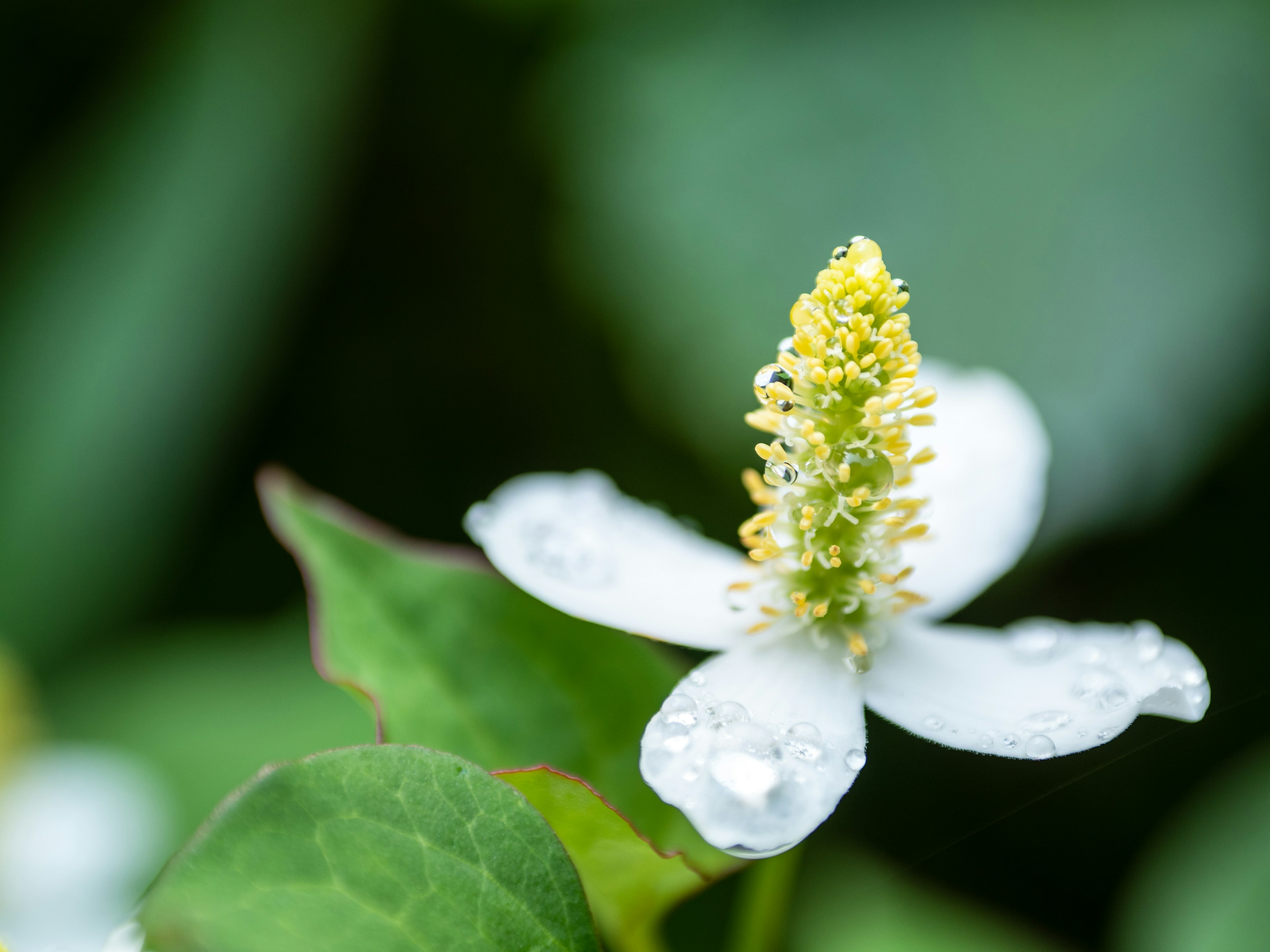 Close-up of a white flower with yellow center and green leaves glistening with dew