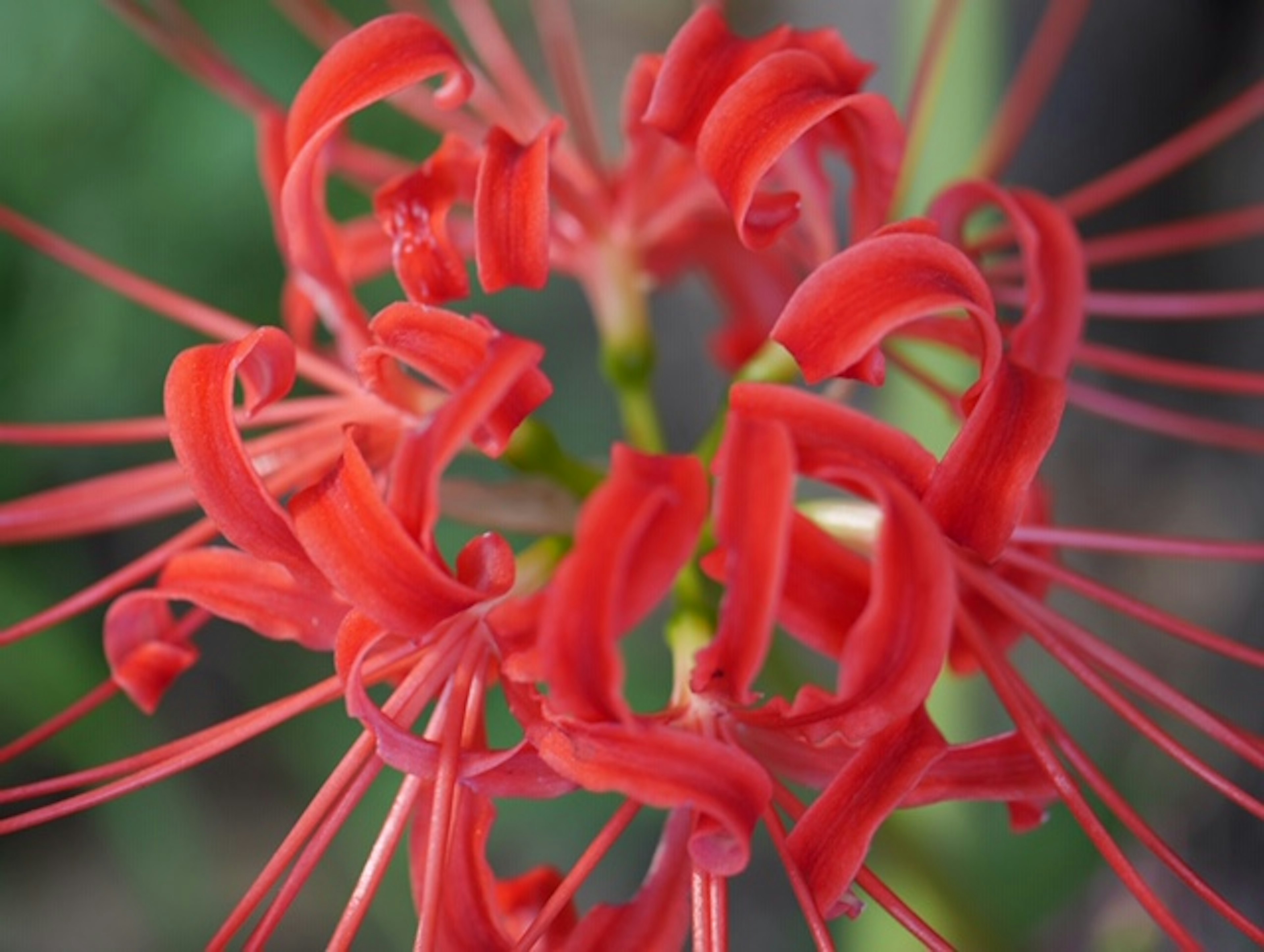 Close-up bunga merah cerah dengan kelopak berbentuk unik yang memancar ke luar