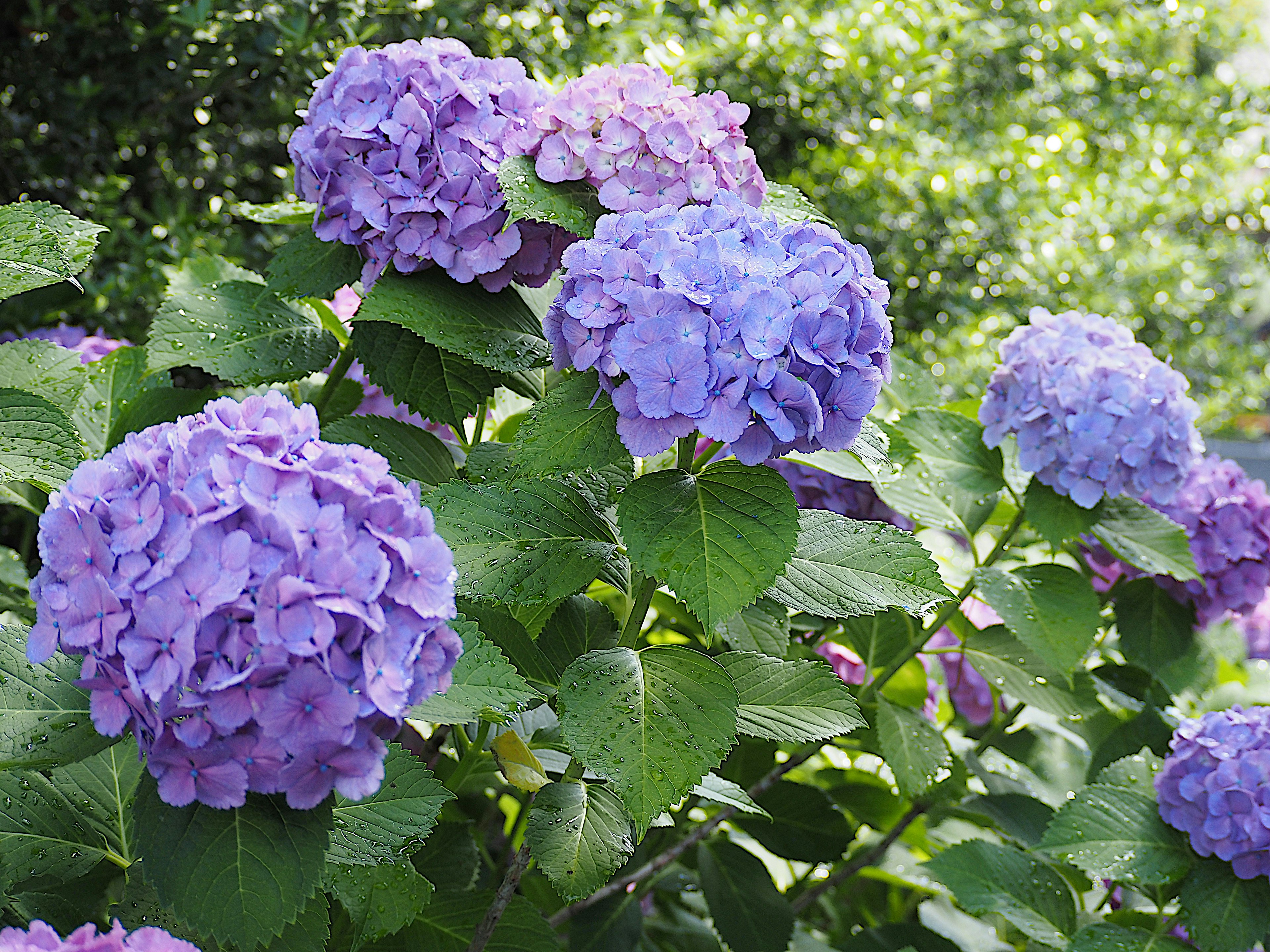 Clusters of purple hydrangea flowers blooming