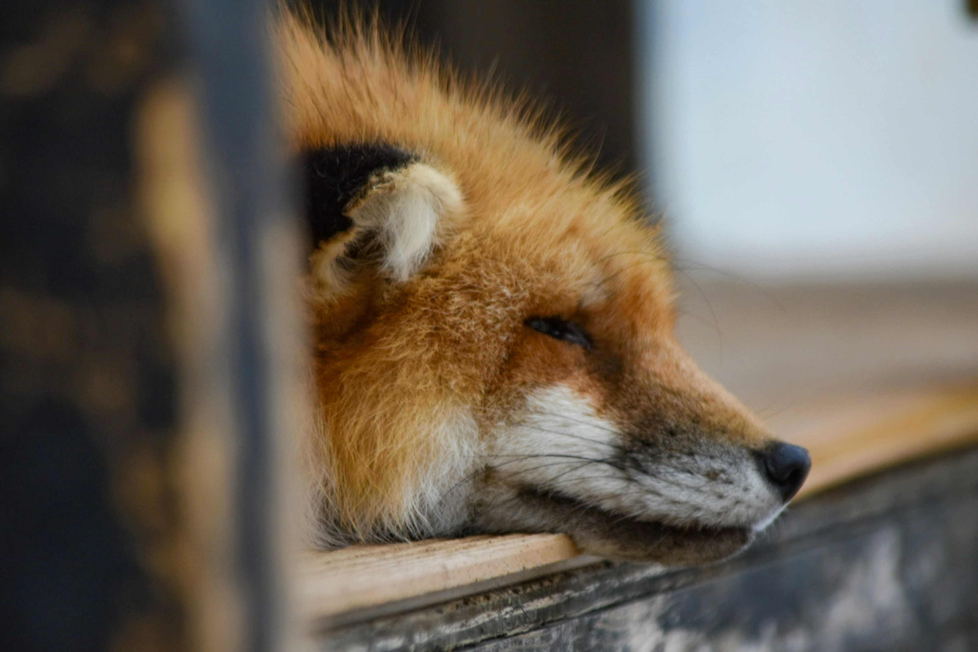 Gros plan sur un renard au pelage orange reposant