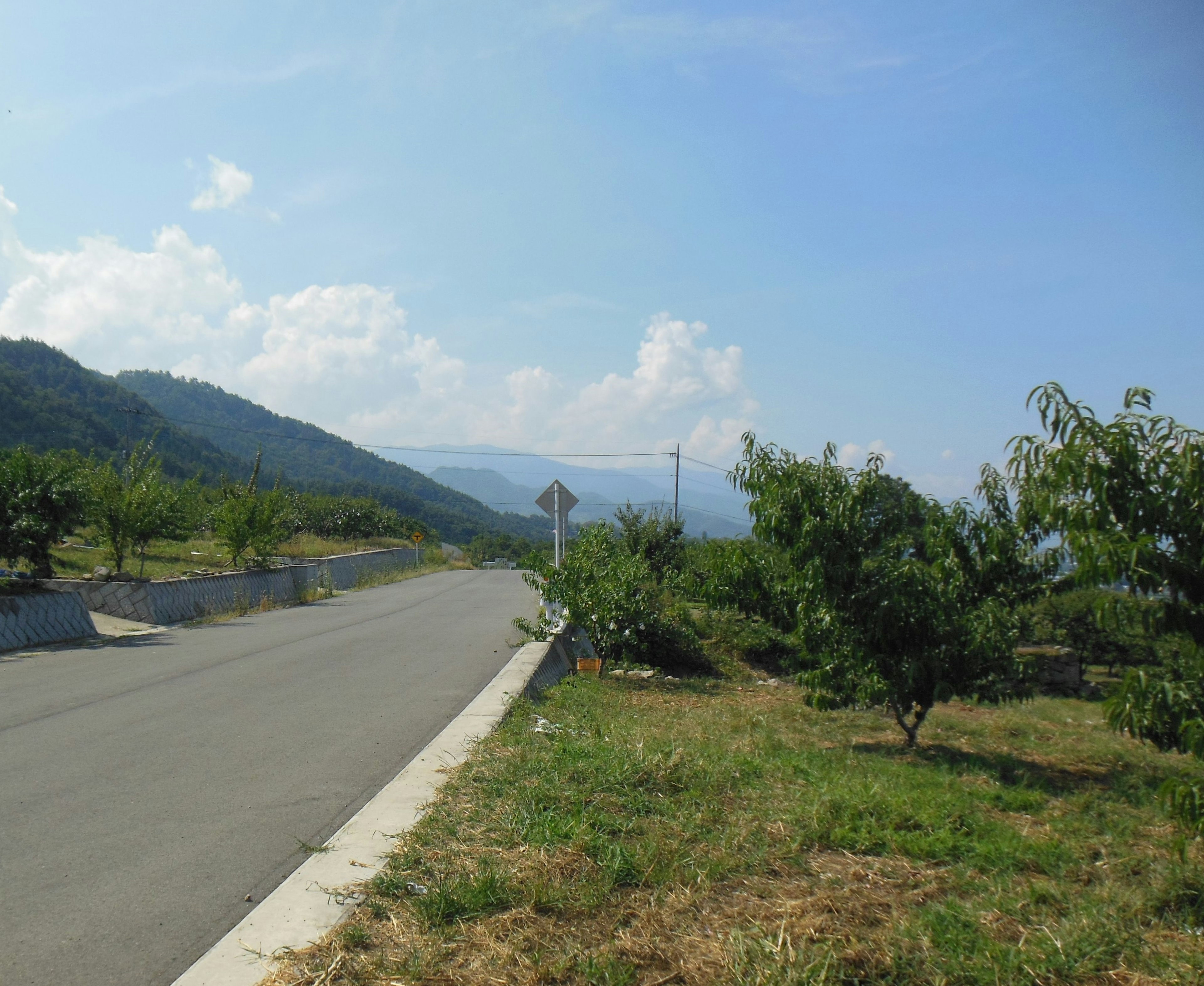 Verger en bord de route avec des arbres et des montagnes sous un ciel bleu