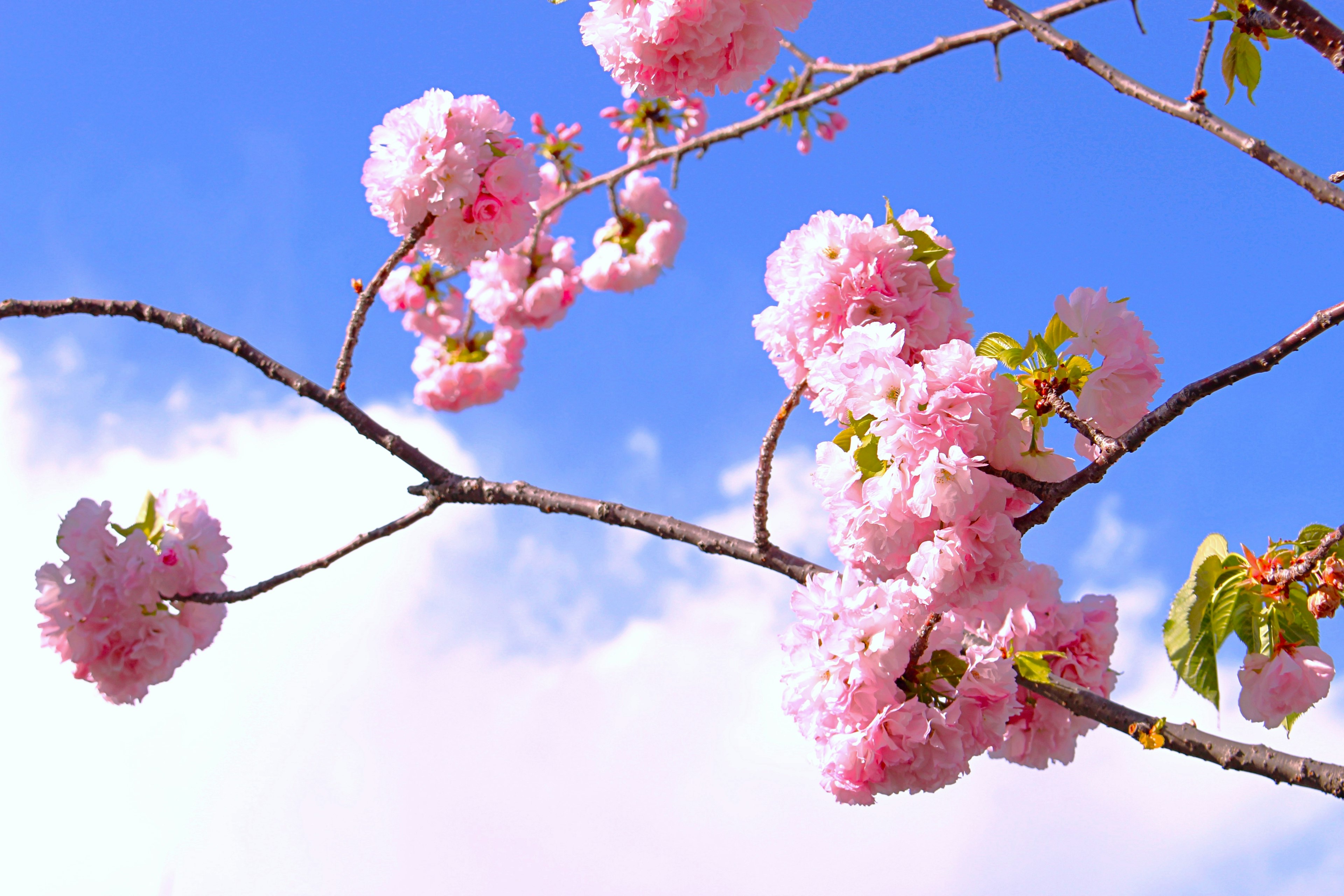 Bunga sakura merah muda di bawah langit biru