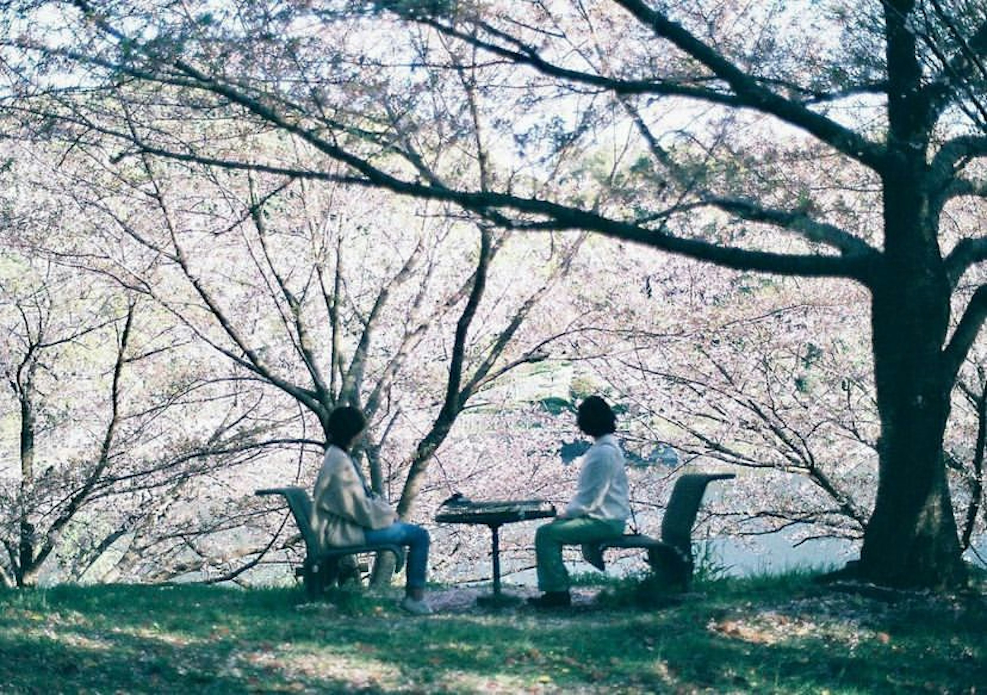 Dos personas sentadas bajo árboles de cerezo en flor en una mesa