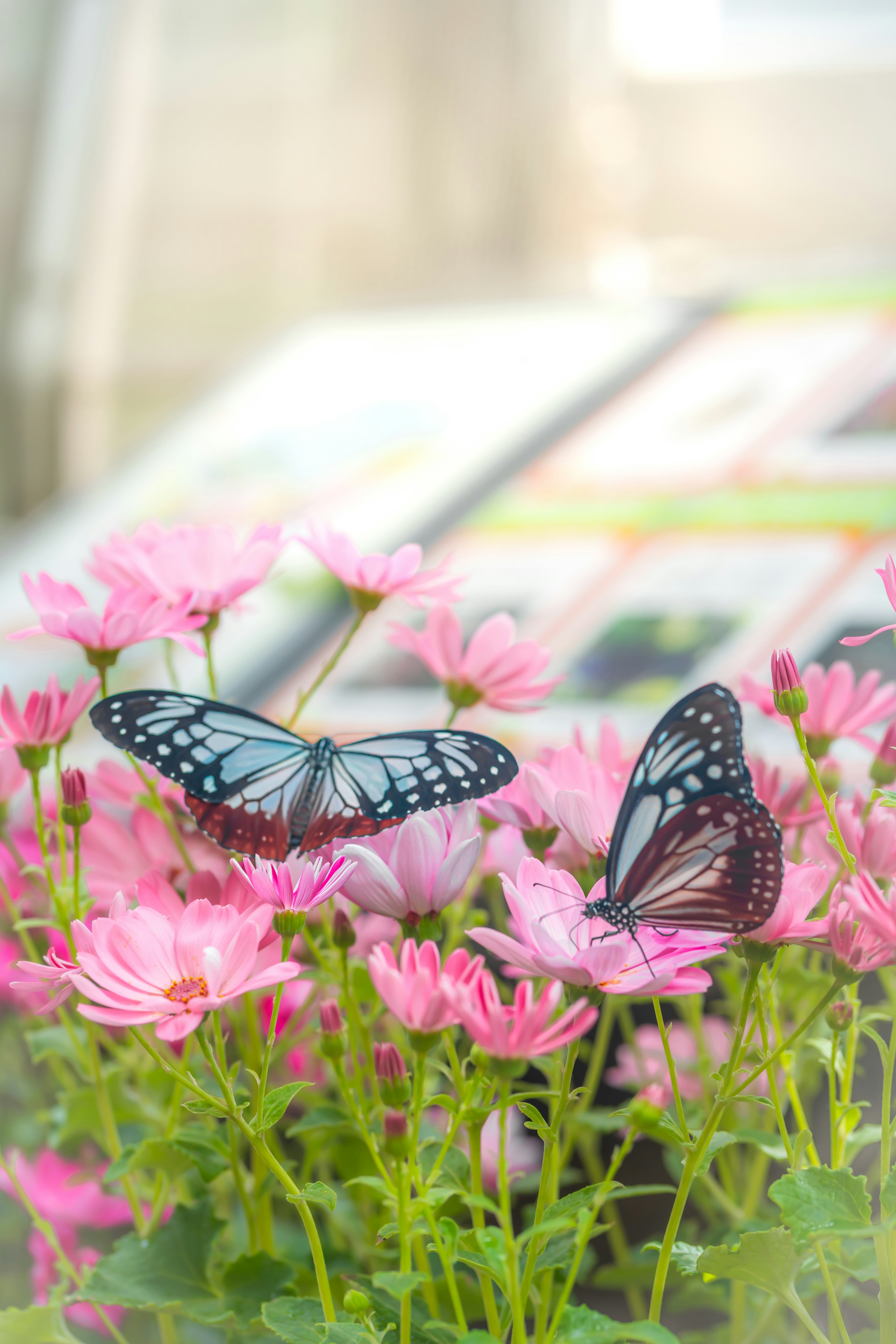 Beaux papillons reposant sur des fleurs colorées