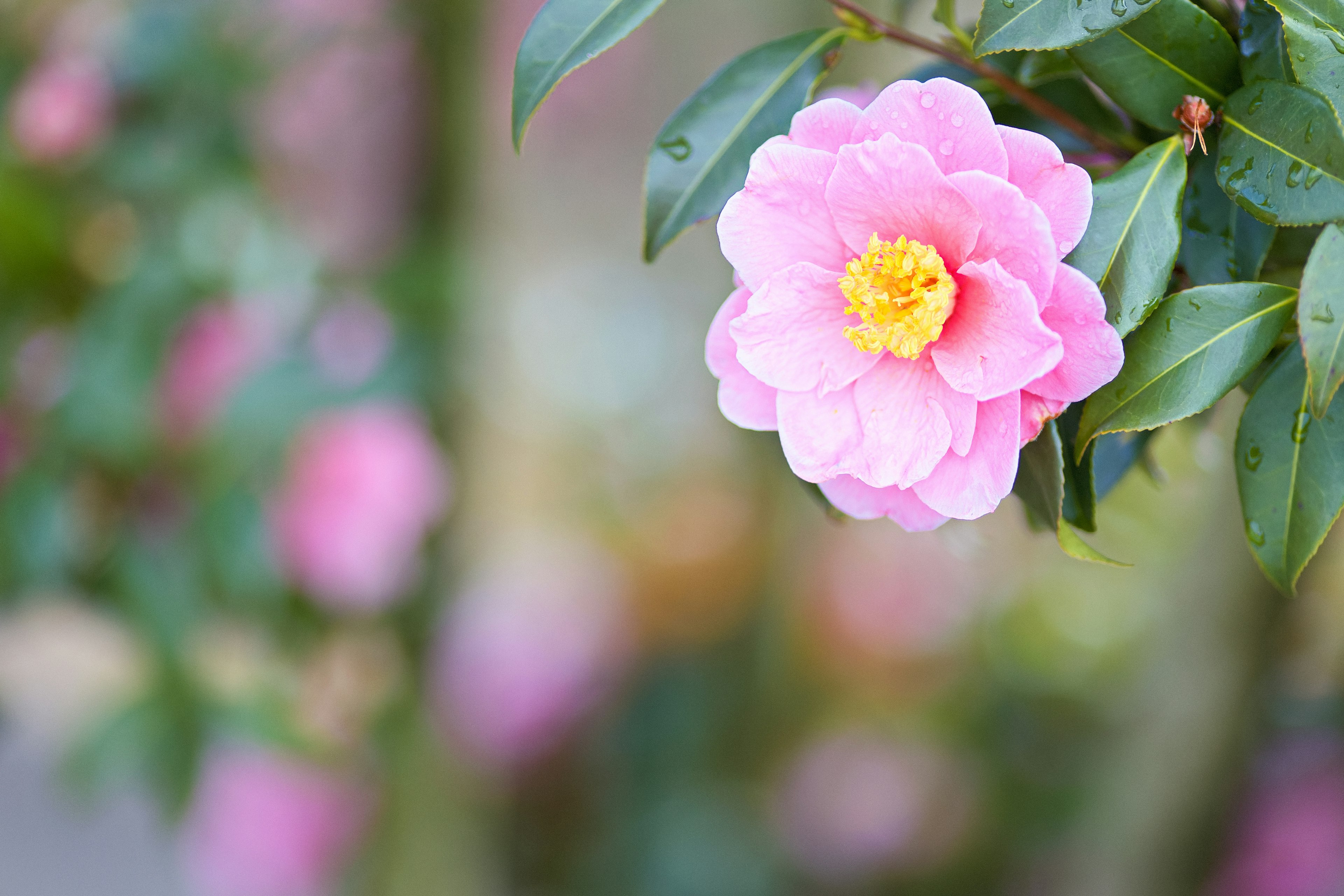 美しいピンクのカメリアの花と緑の葉