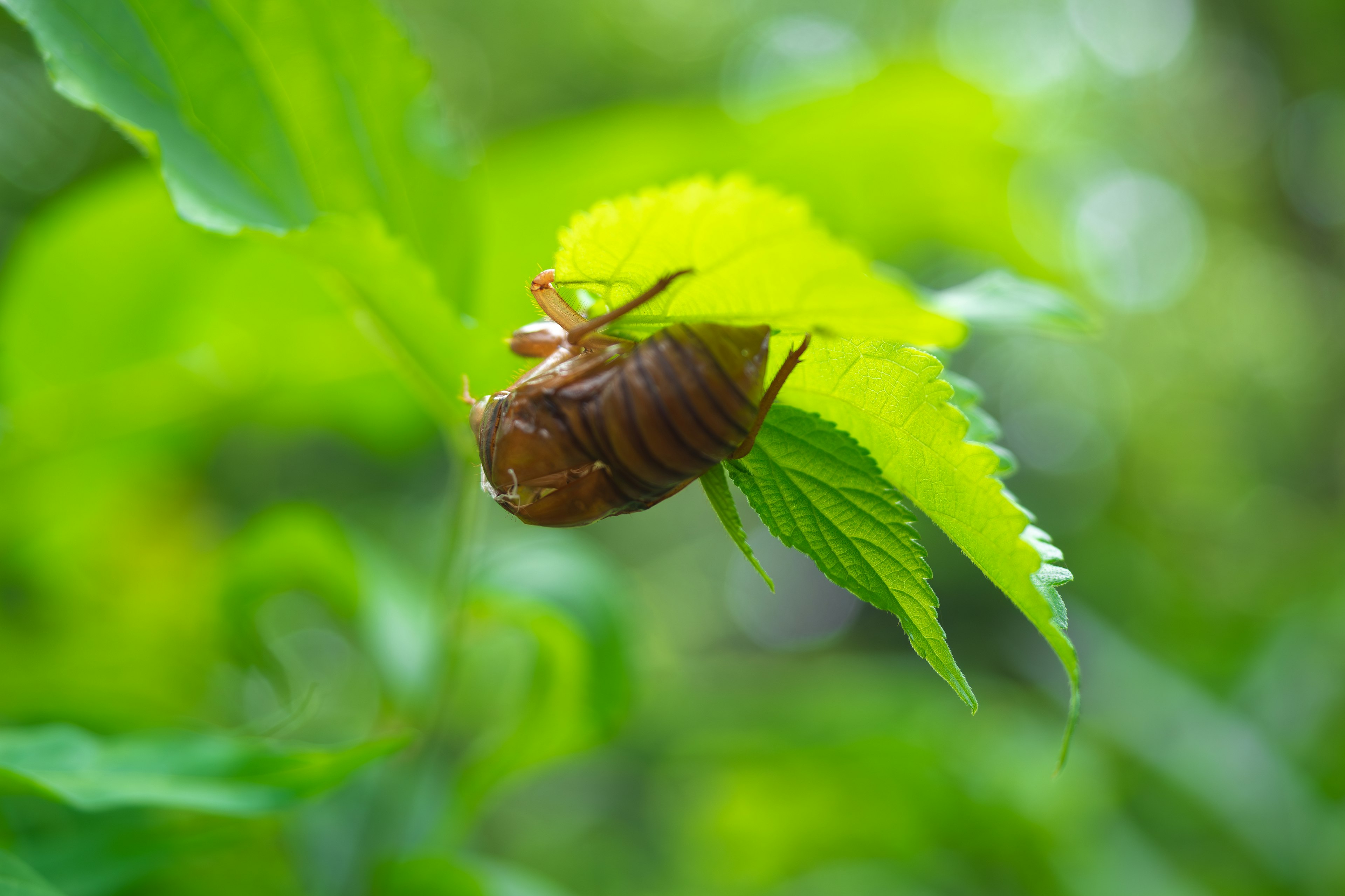 Conchiglia di cicala su una foglia verde