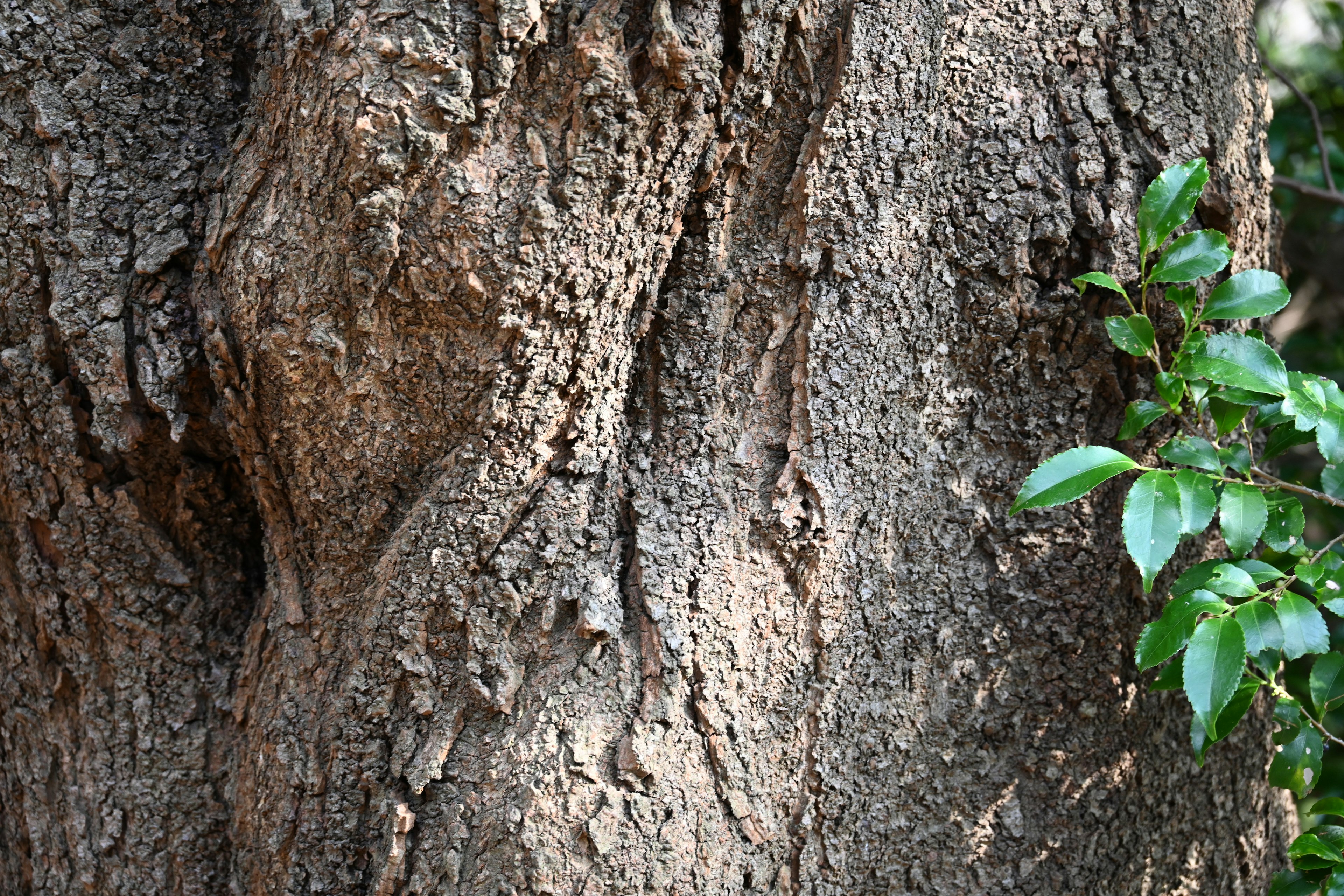 Detailed texture of a tree trunk with green leaves