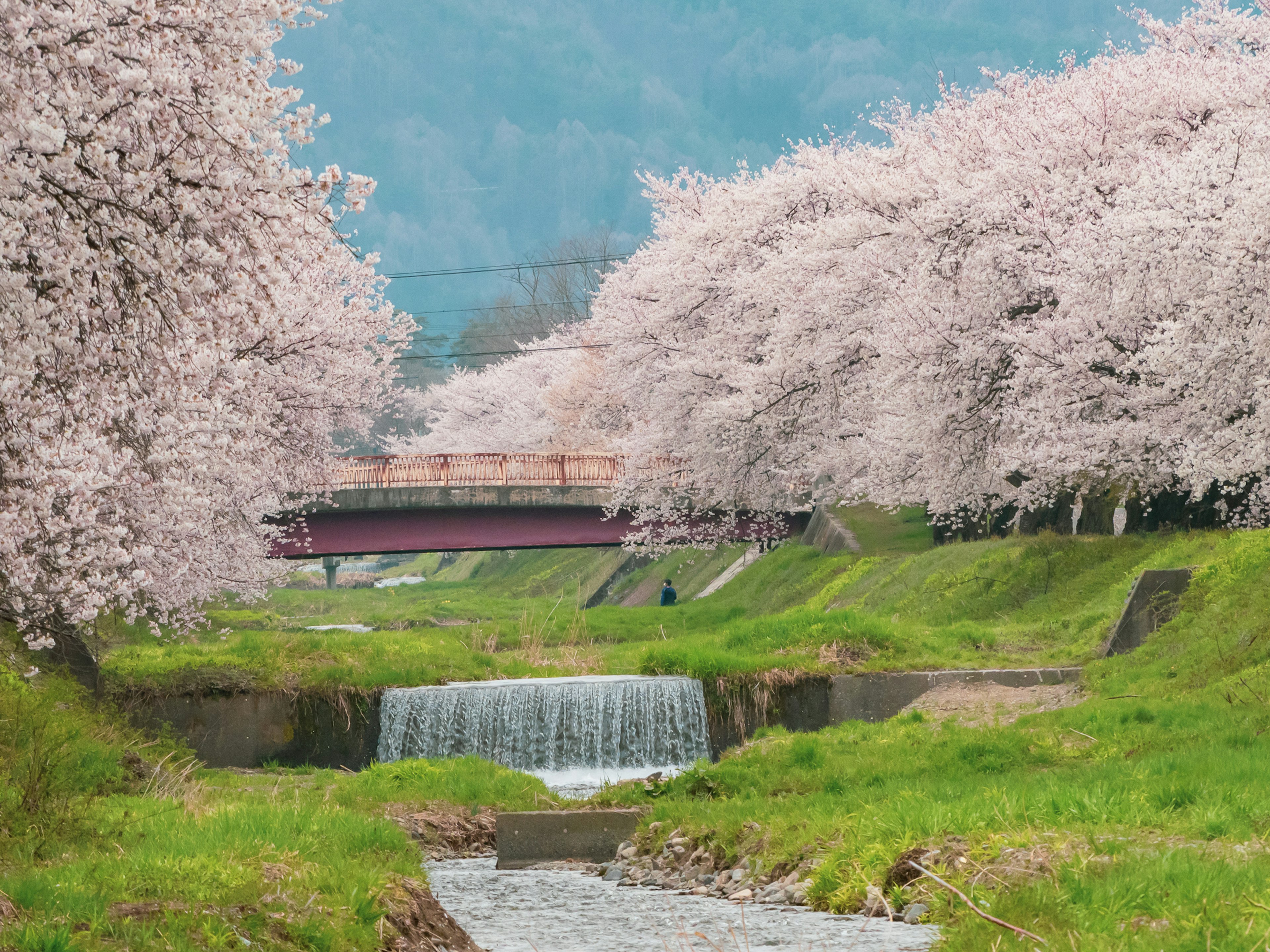 Scenic view of cherry blossom trees along a river with a small waterfall