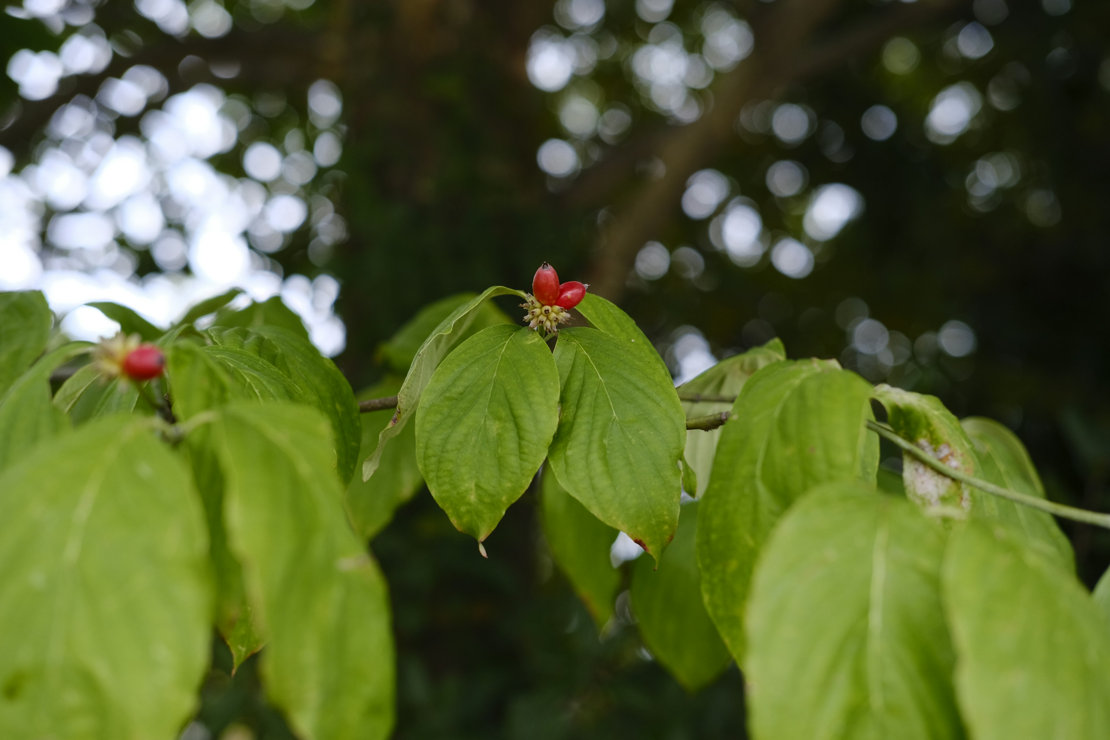 Kedekatan tanaman dengan daun hijau dan kuncup merah