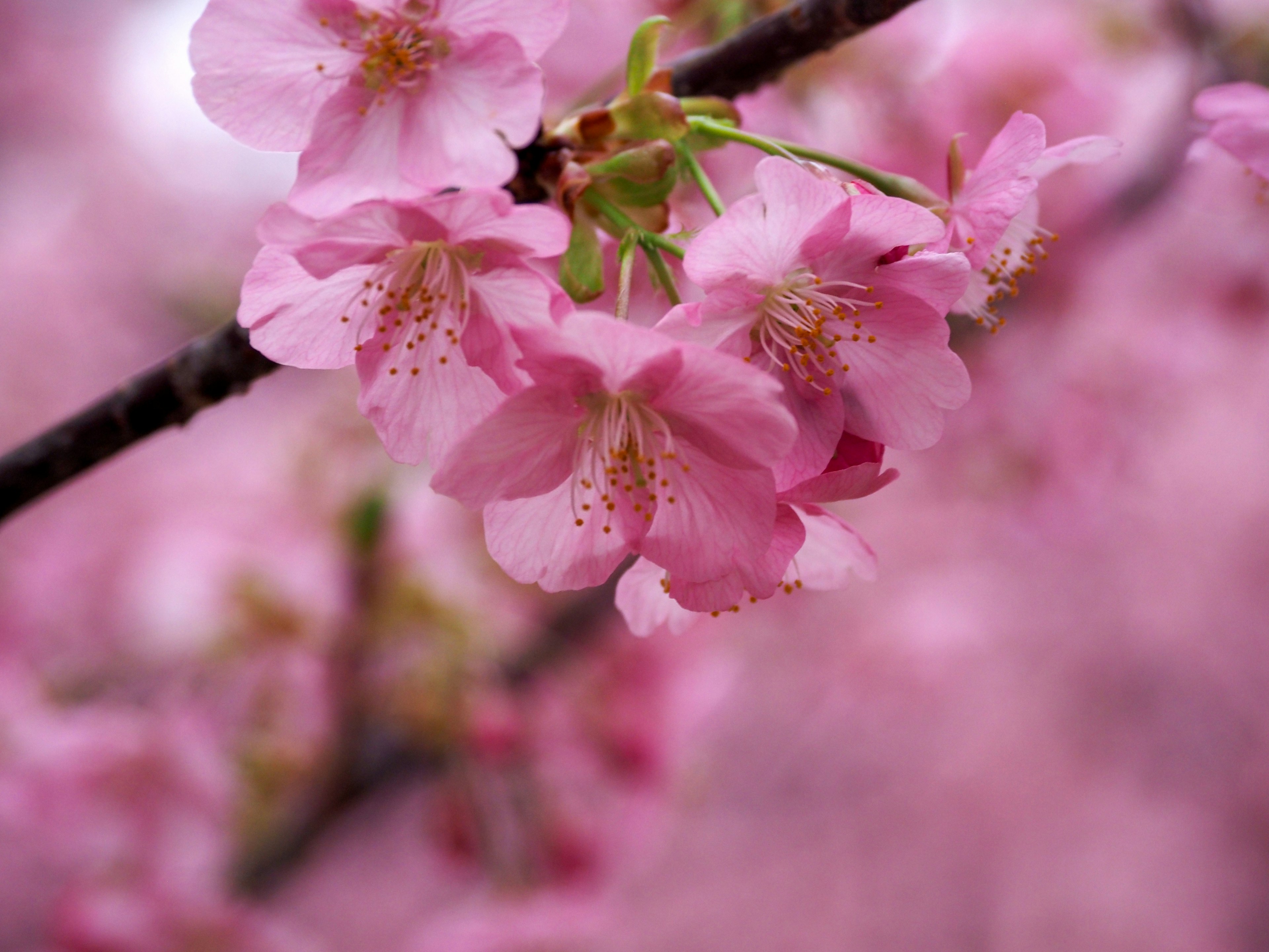 Hermosa escena rosa de flores de cerezo en flor