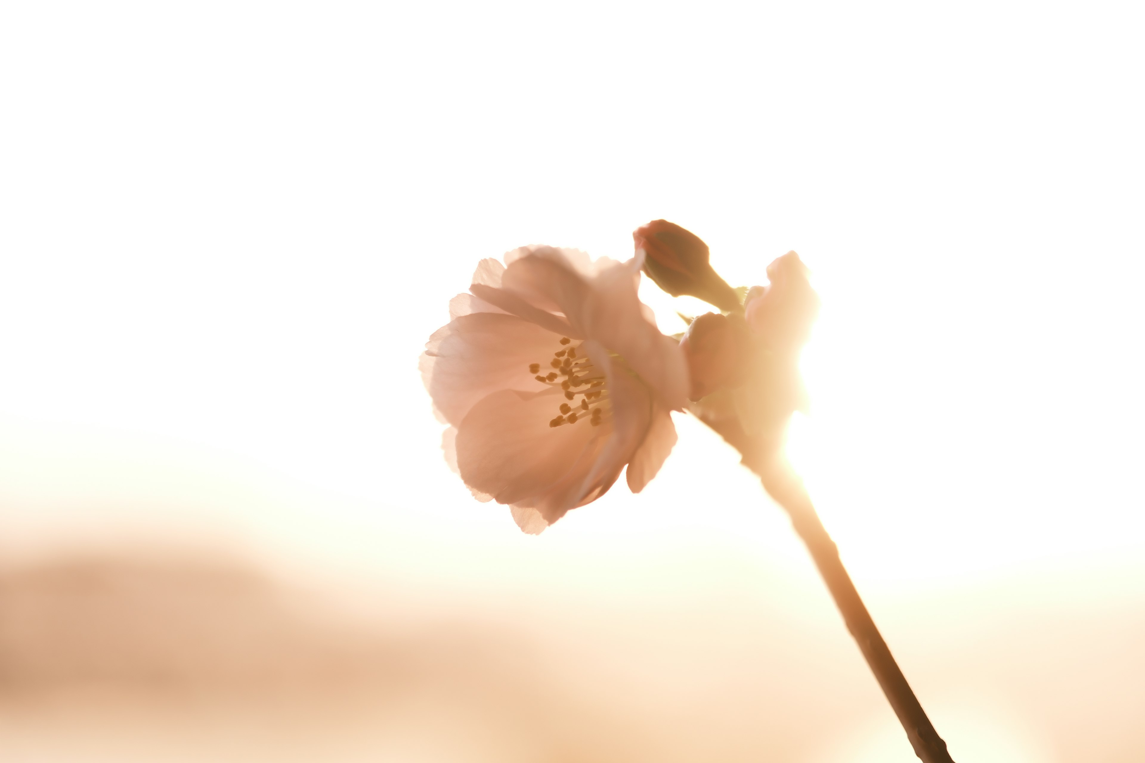 Eine zarte rosa Blume, die im Gegenlicht leuchtet