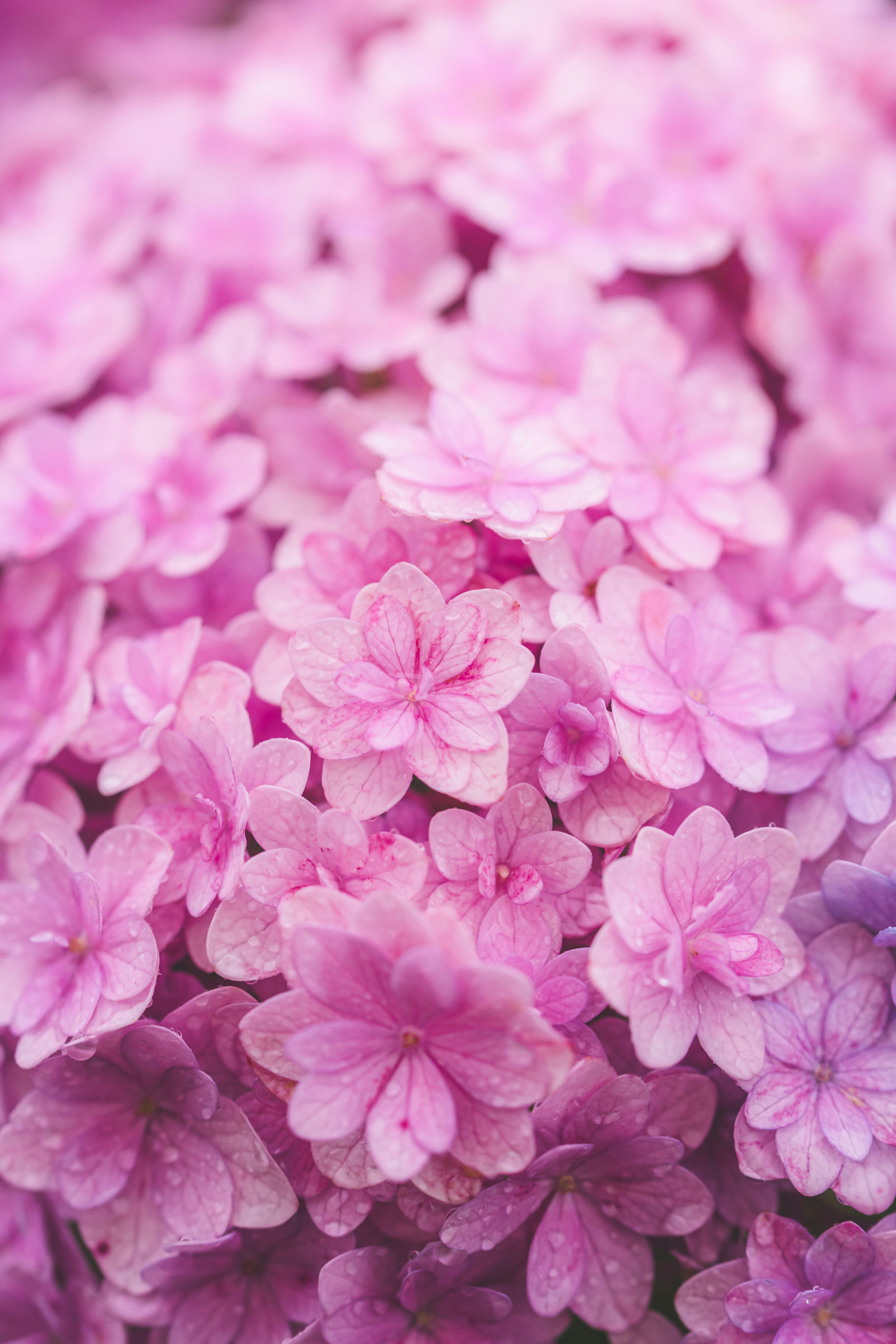 Primer plano de hermosos racimos de flores rosas claras