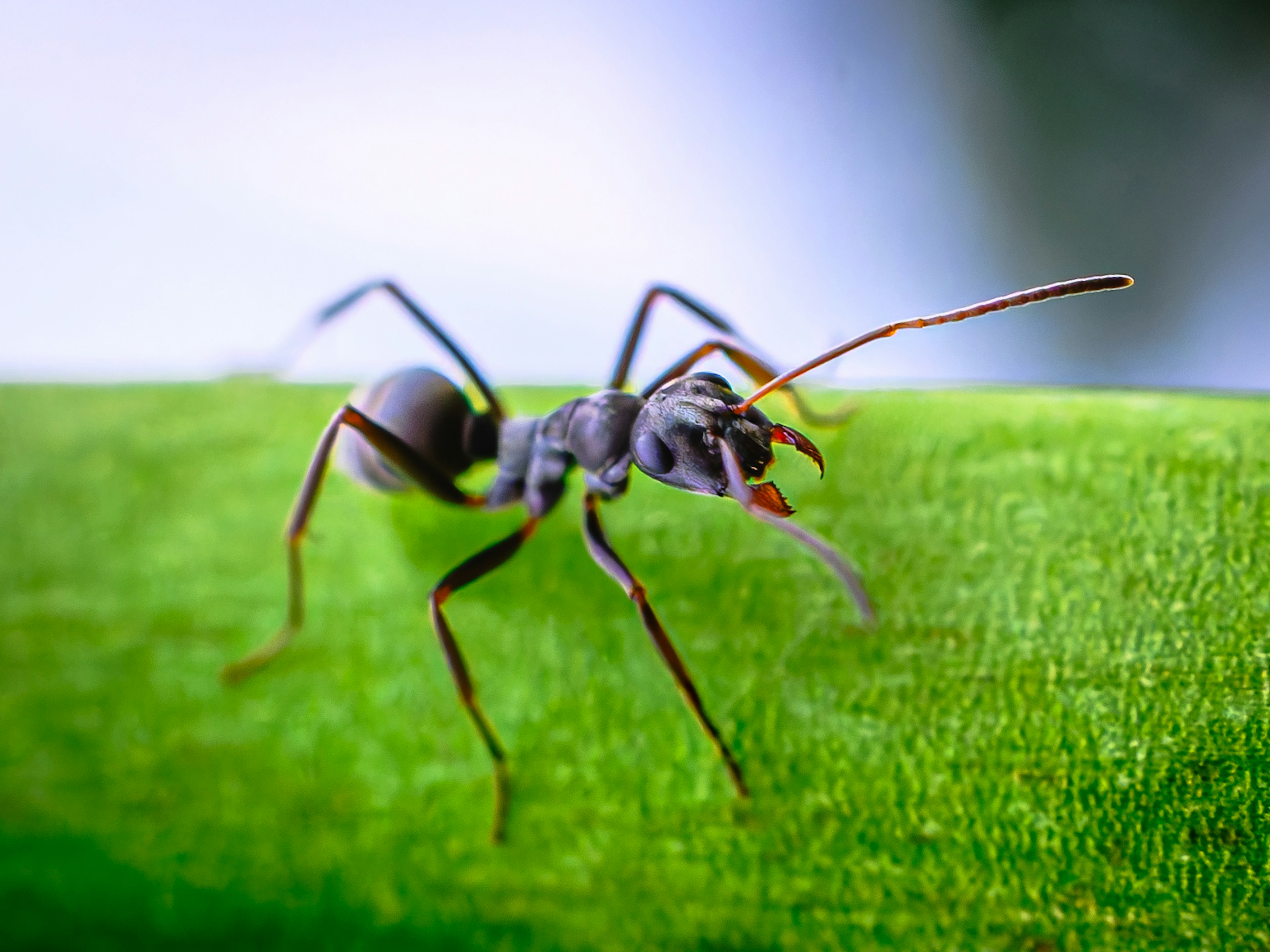 Acercamiento de una hormiga negra sobre una hoja verde