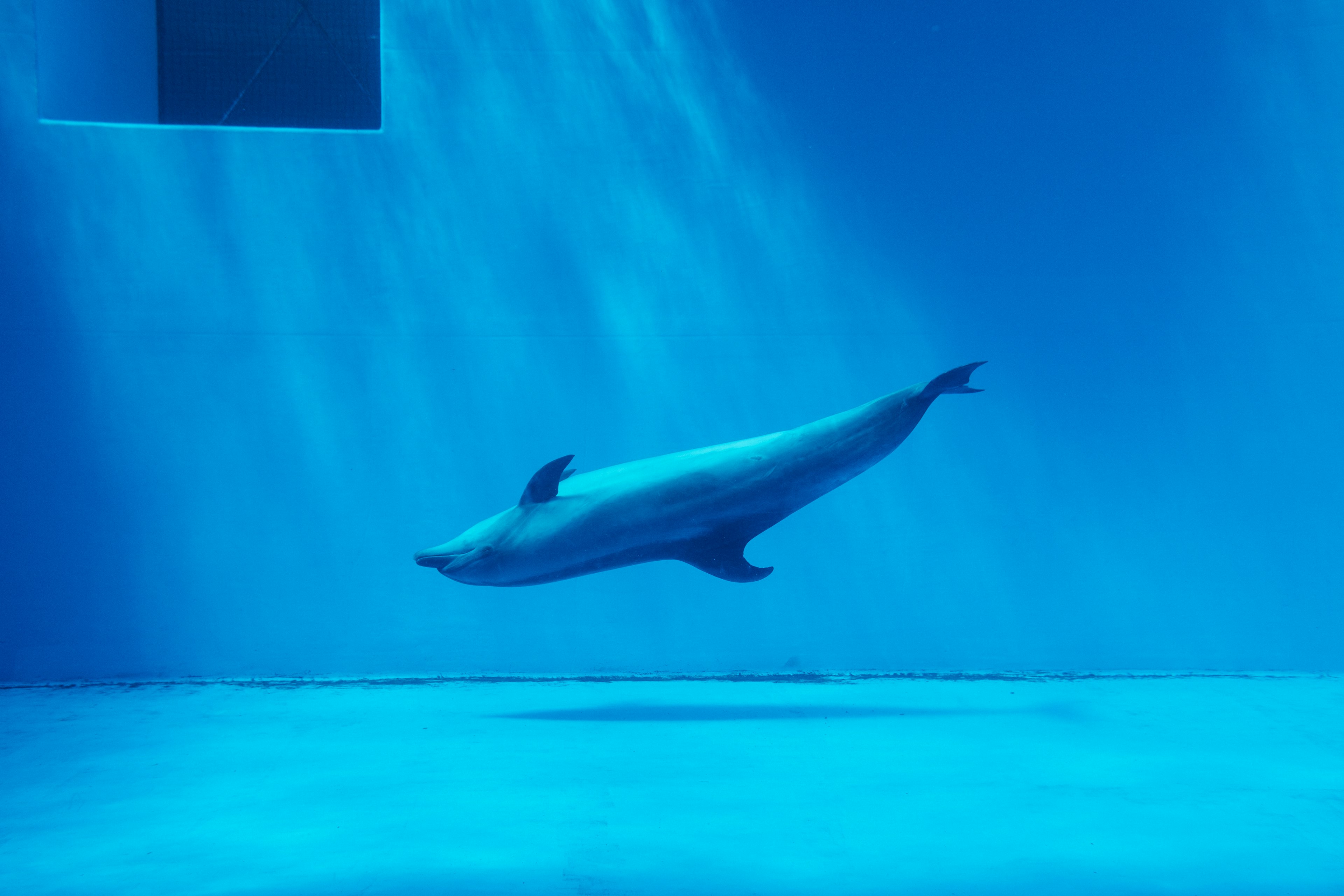 Dolphin swimming in blue water with light reflections