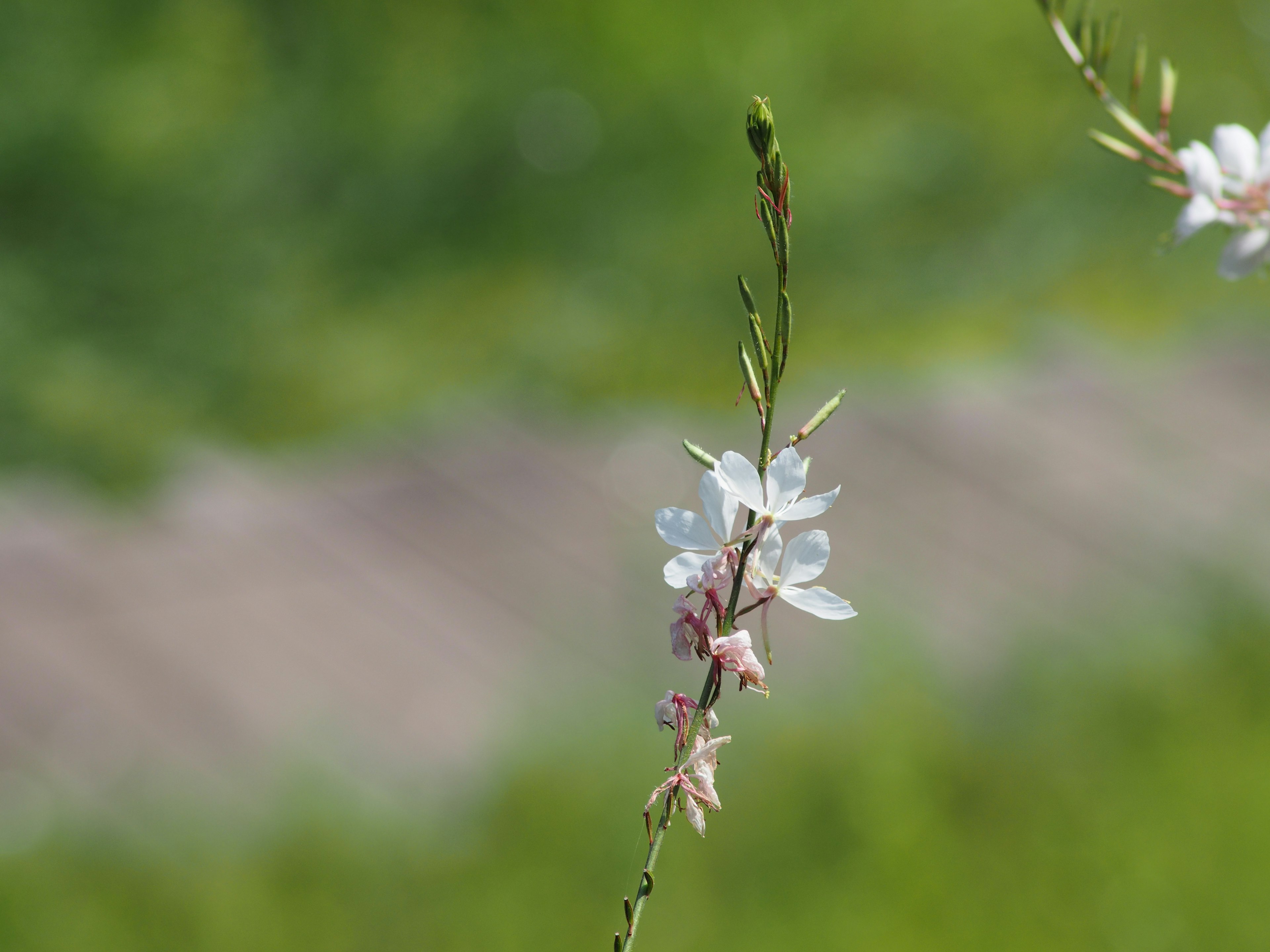 Ein schlanker Stängel mit weißen Blumen vor grünem Hintergrund