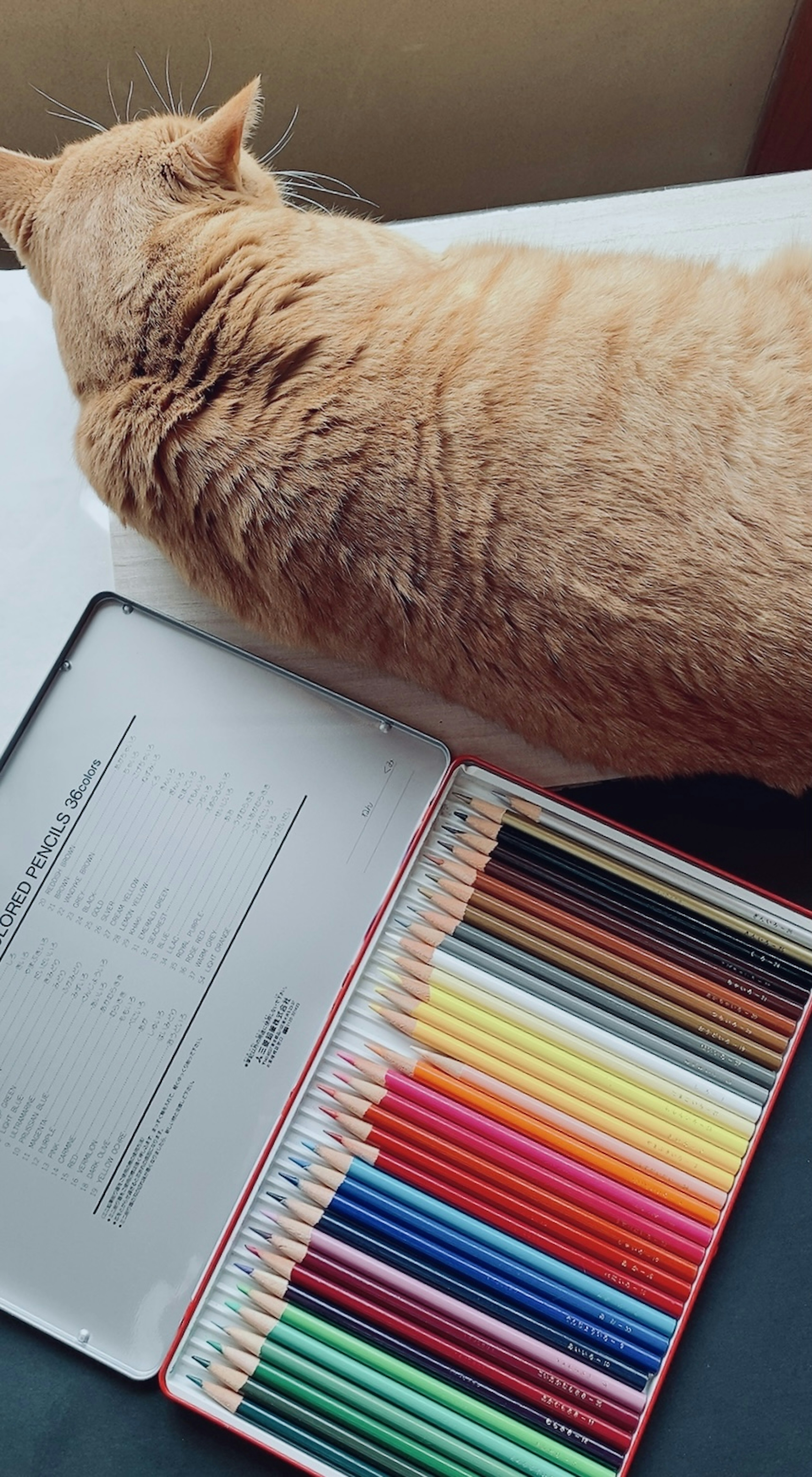 Orange cat lying next to a colorful set of colored pencils