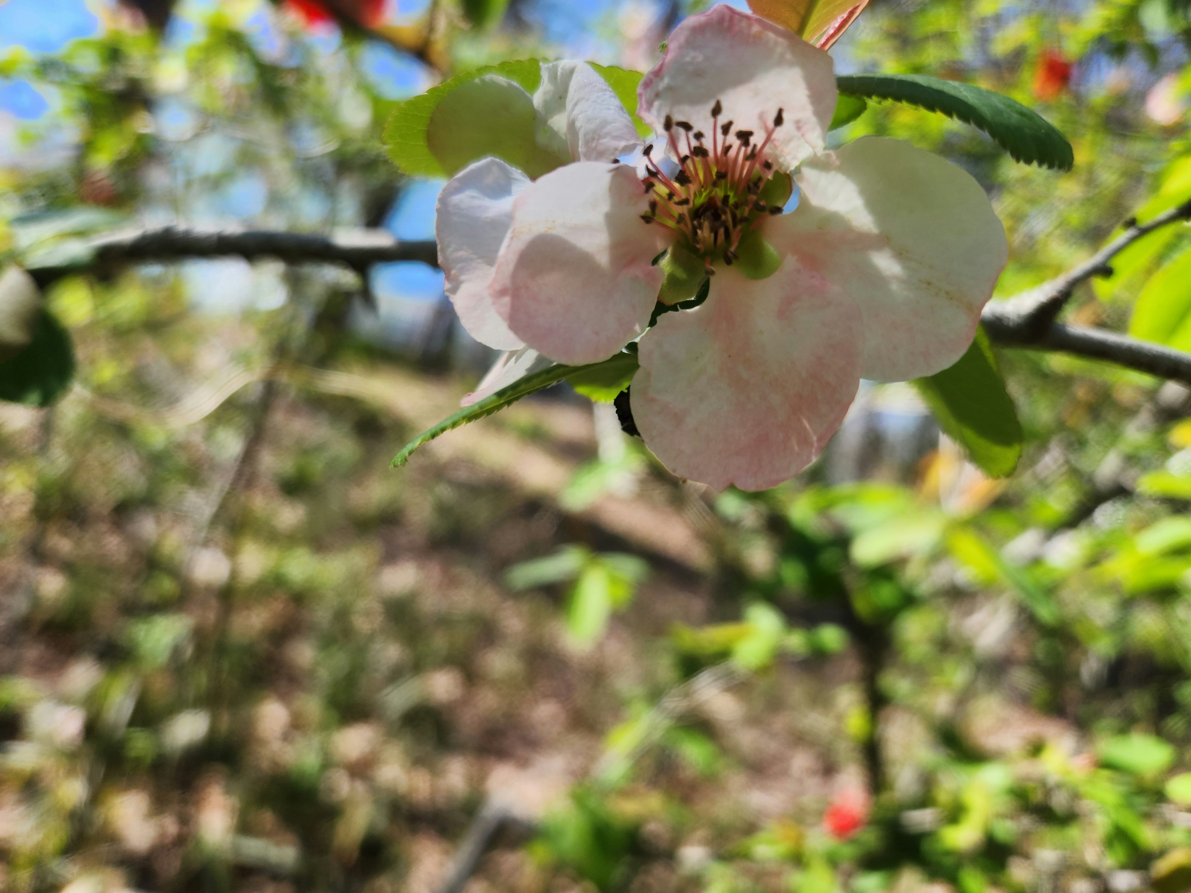 Close-up of a delicate pink flower with green leaves blurred background of nature