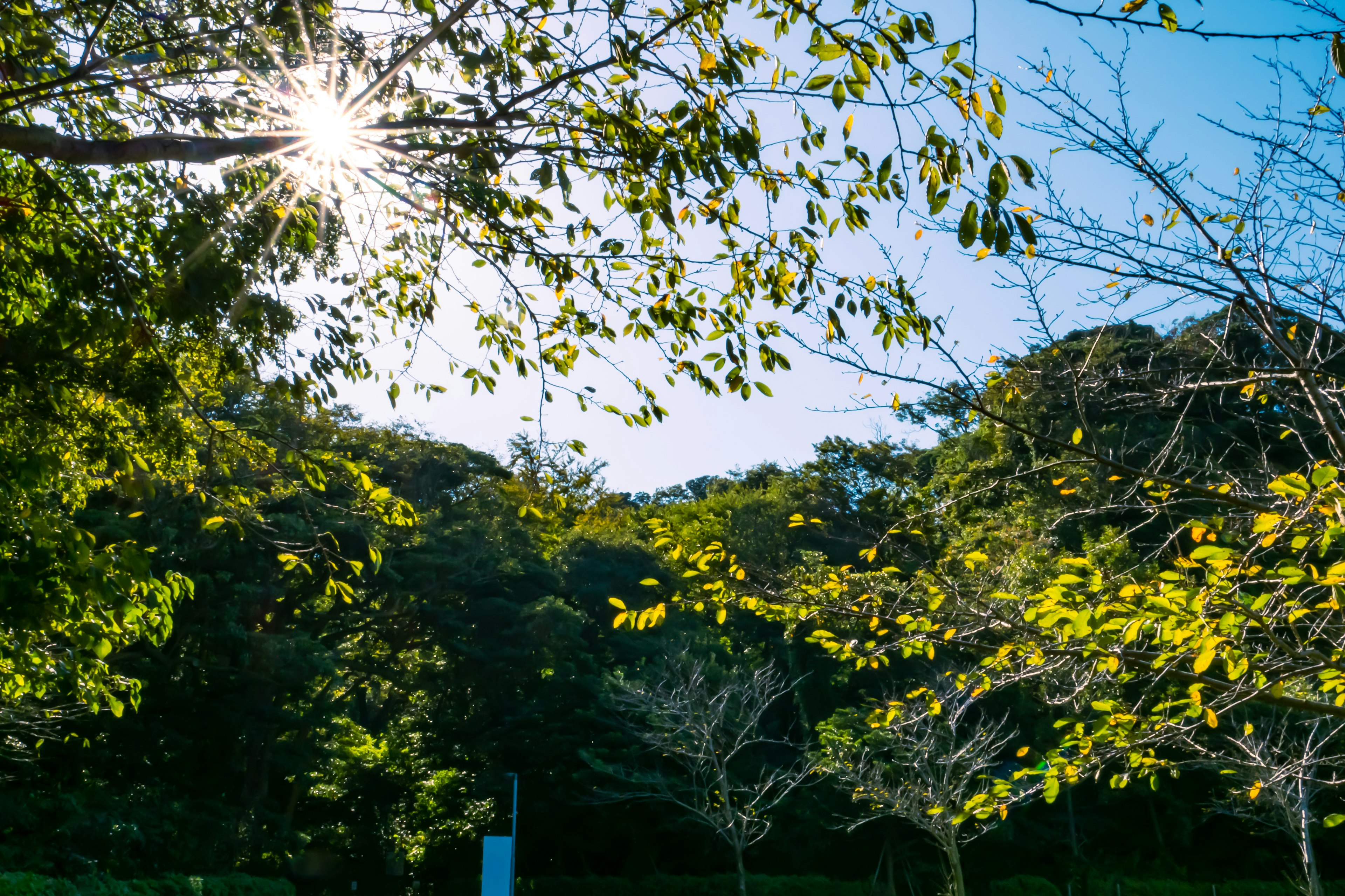 Lumière du soleil filtrant à travers des arbres verts sous un ciel bleu clair