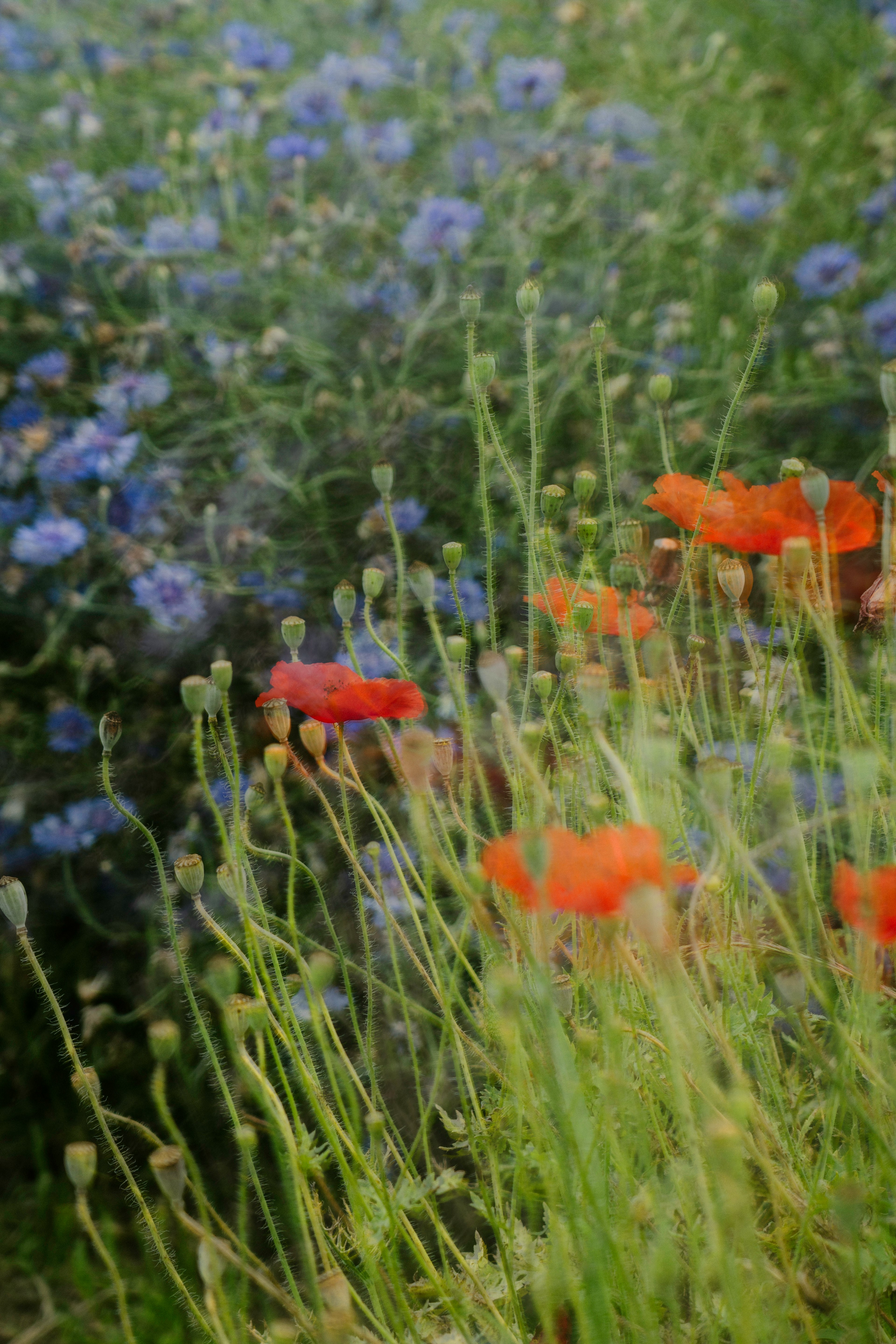 Un paysage avec des fleurs bleues et des coquelicots rouges