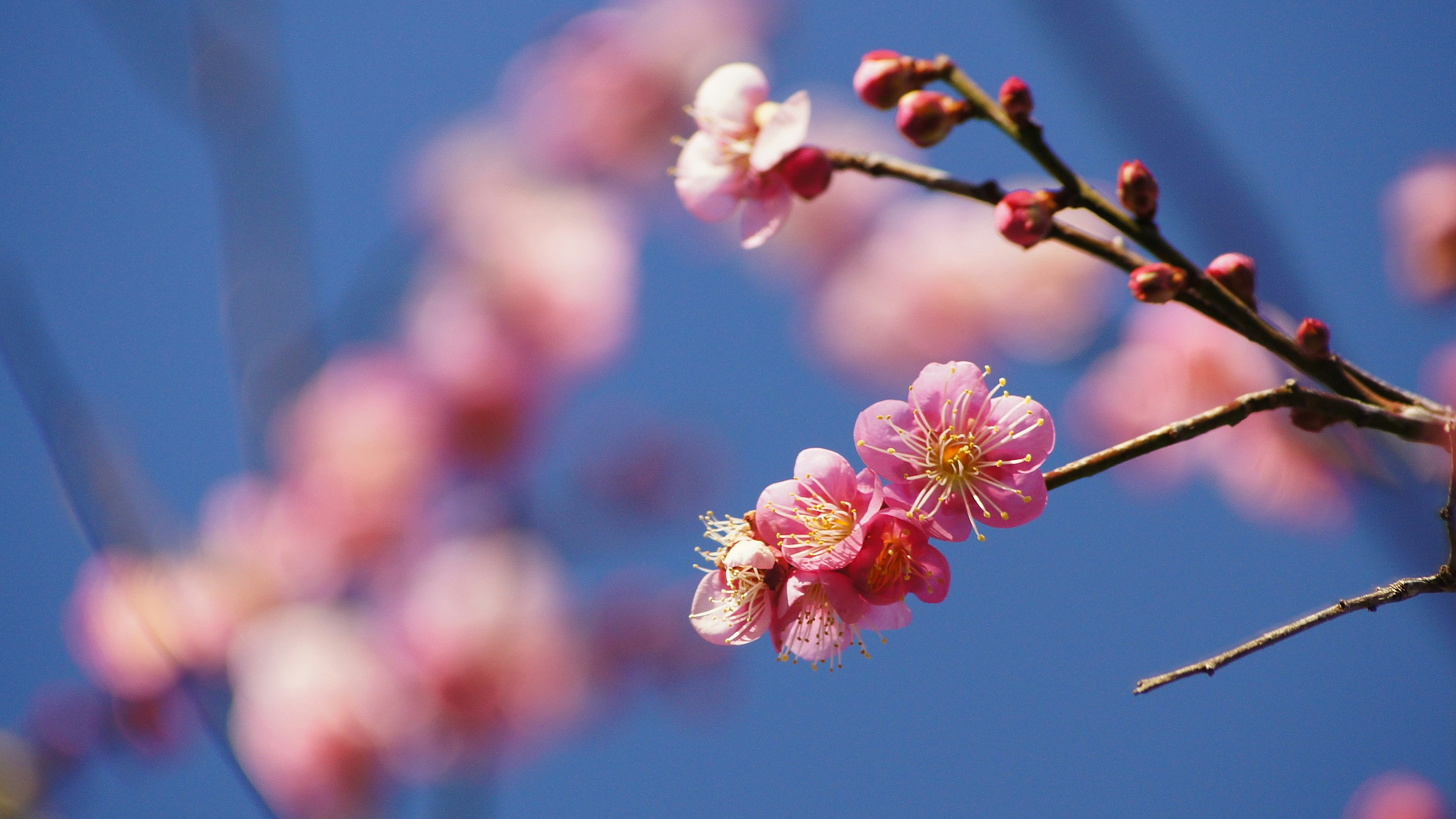 Kedekatan bunga sakura dengan latar belakang langit biru