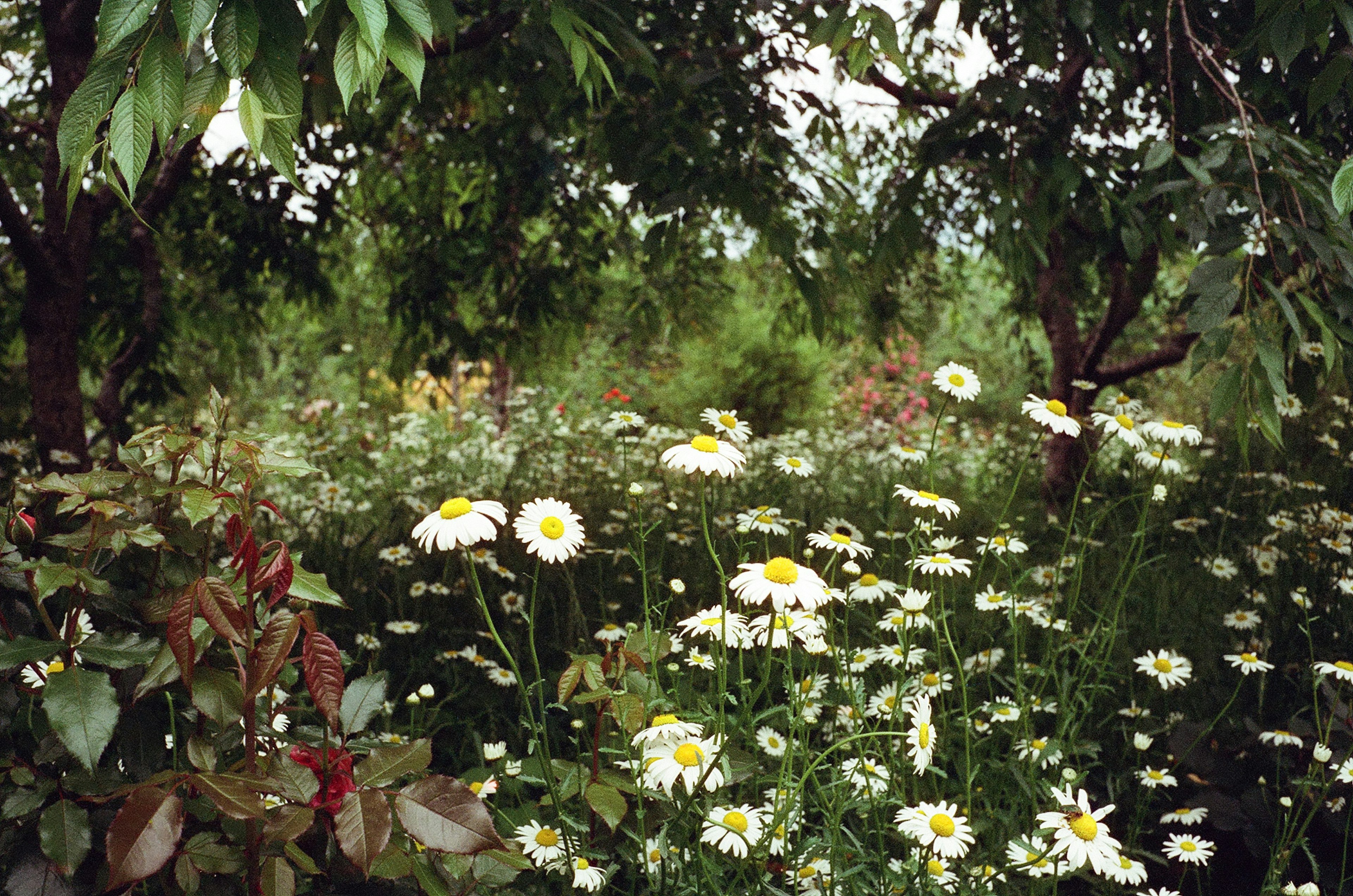 緑の木々に囲まれた白い花の咲く草原の風景