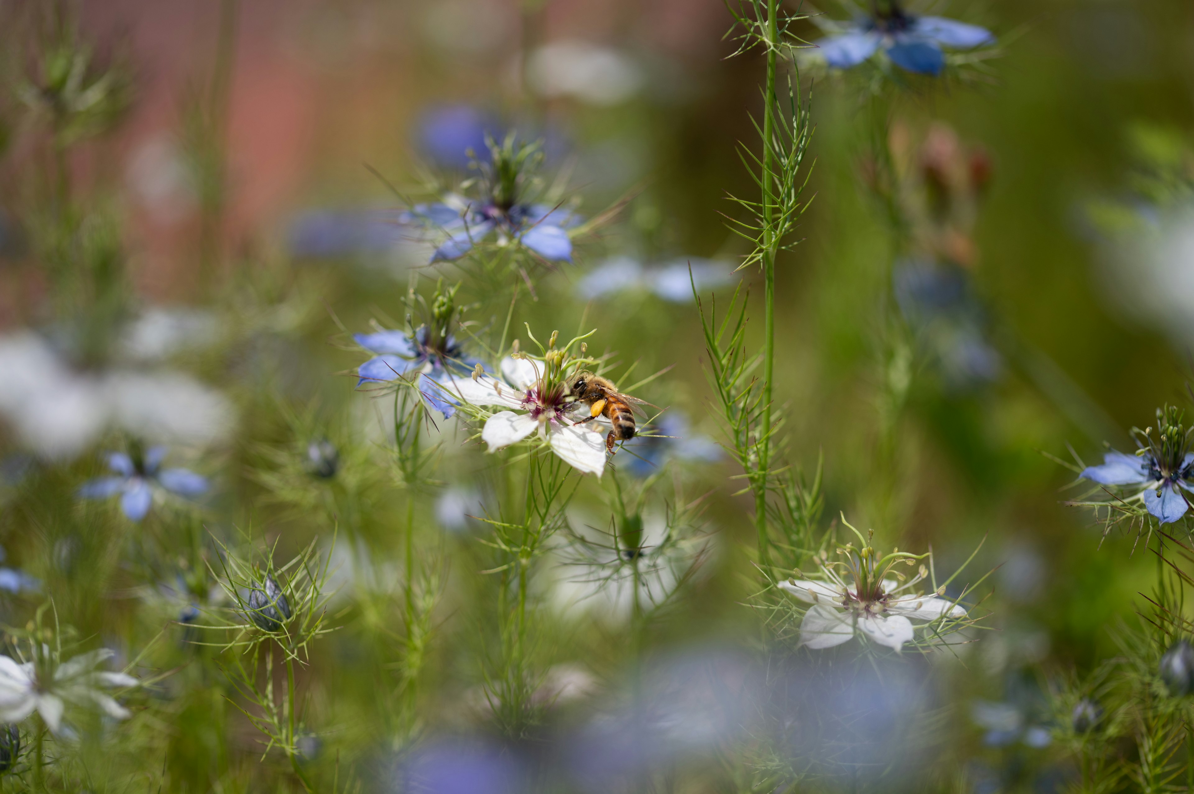 Une abeille sur des fleurs blanches et bleues dans un jardin vibrant