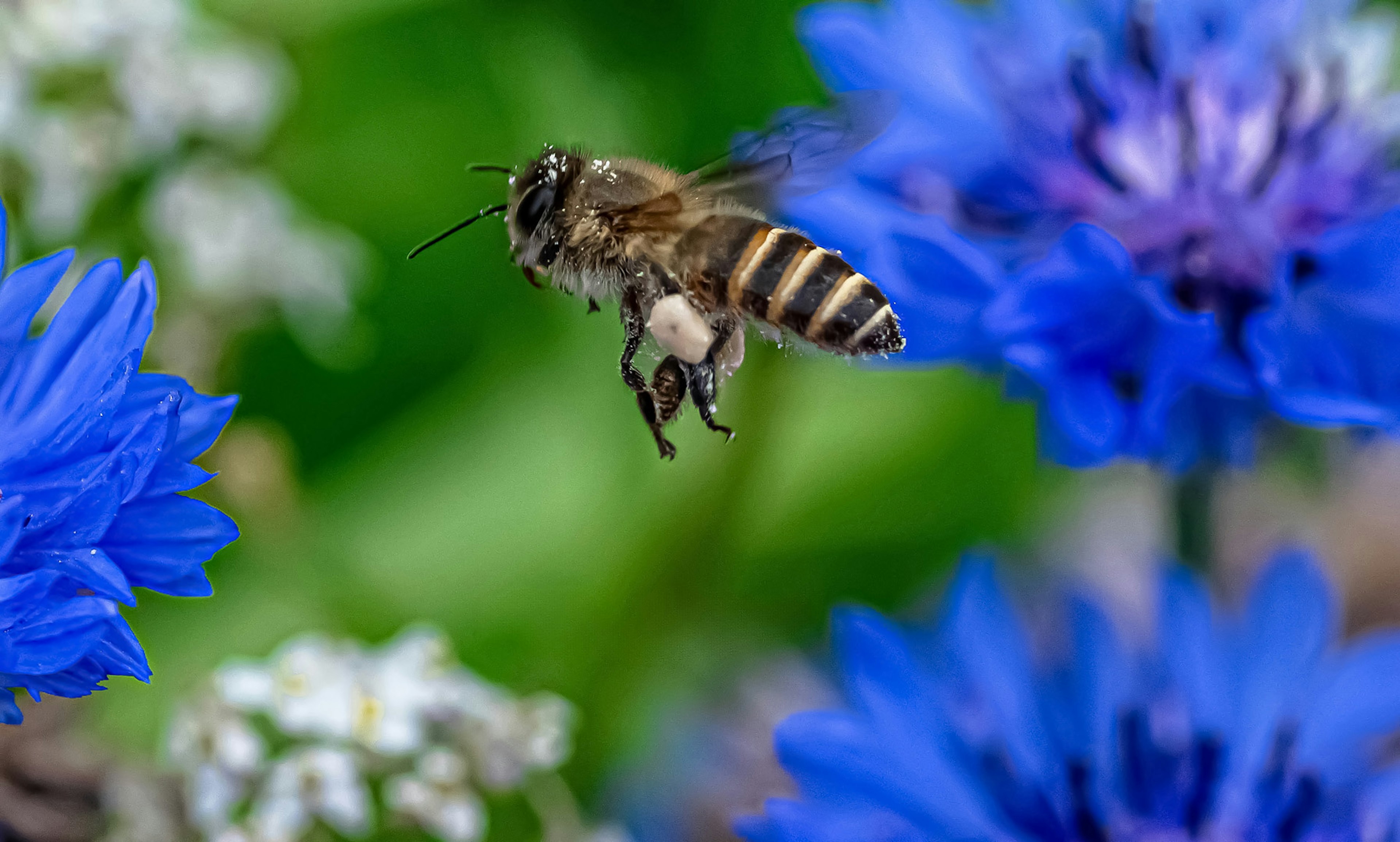 Primo piano di un'ape che vola tra fiori blu