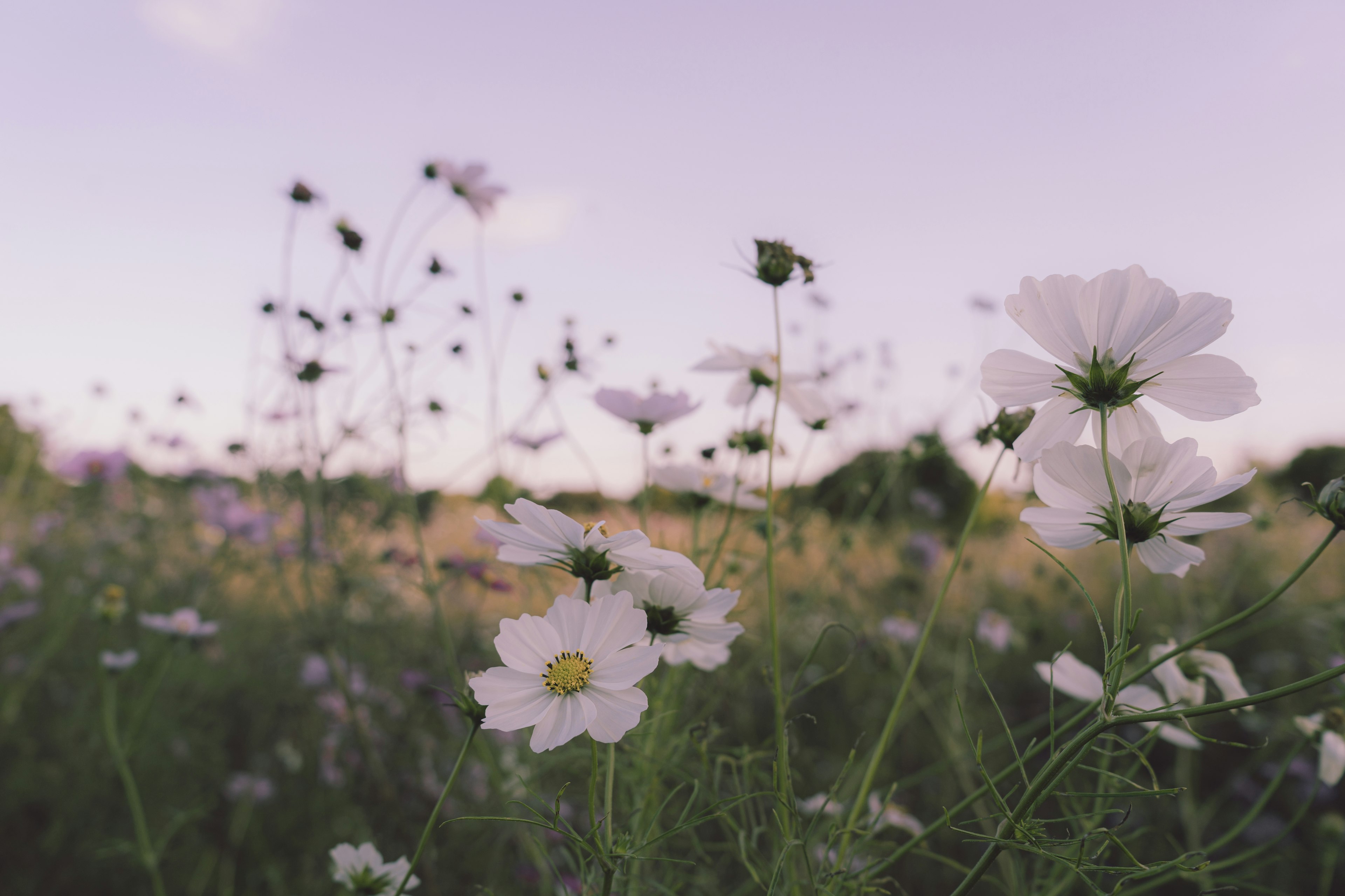 Campo de flores blancas con suave luz de la tarde