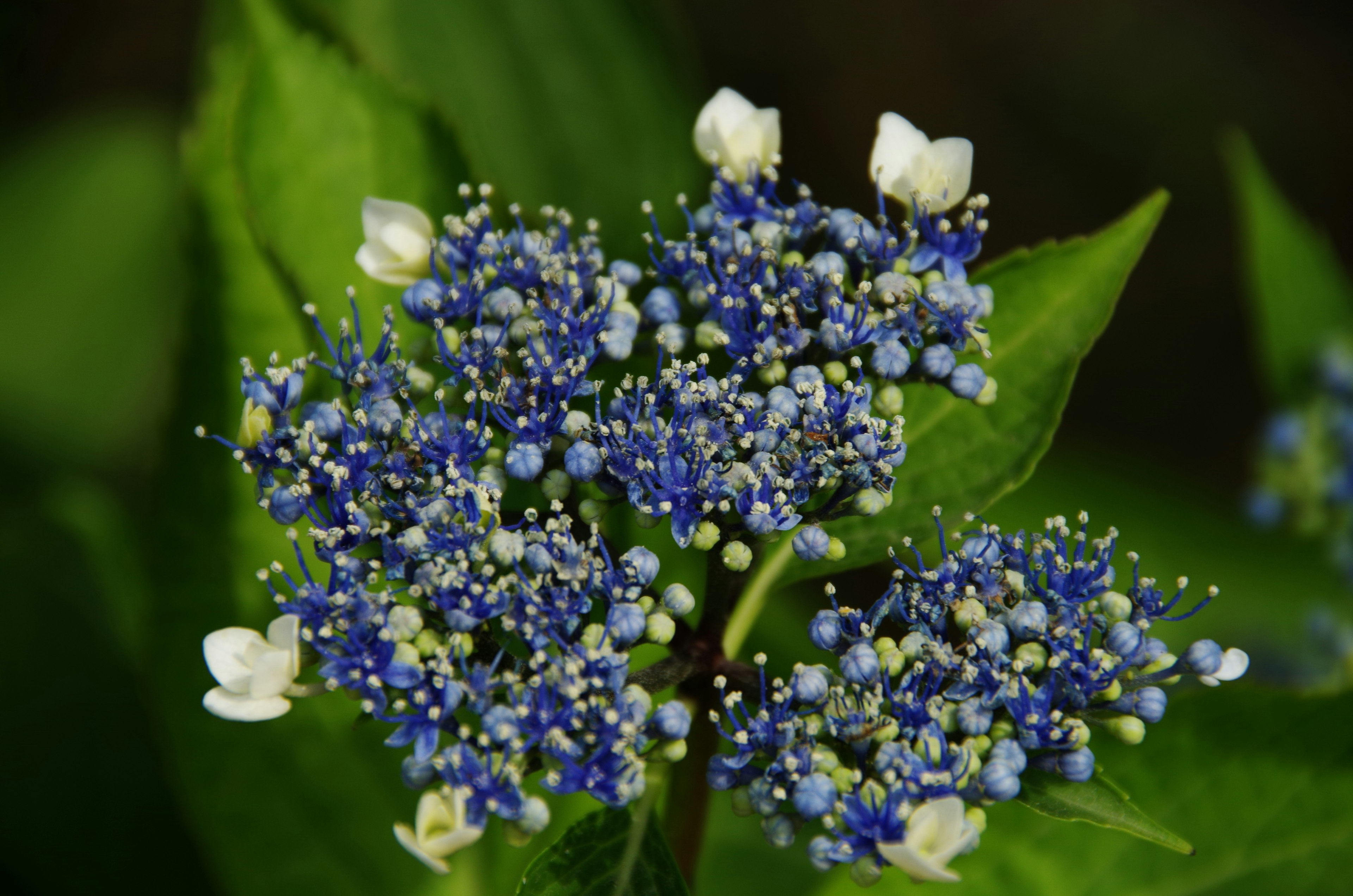 Close-up tanaman indah dengan bunga biru dan kuncup putih