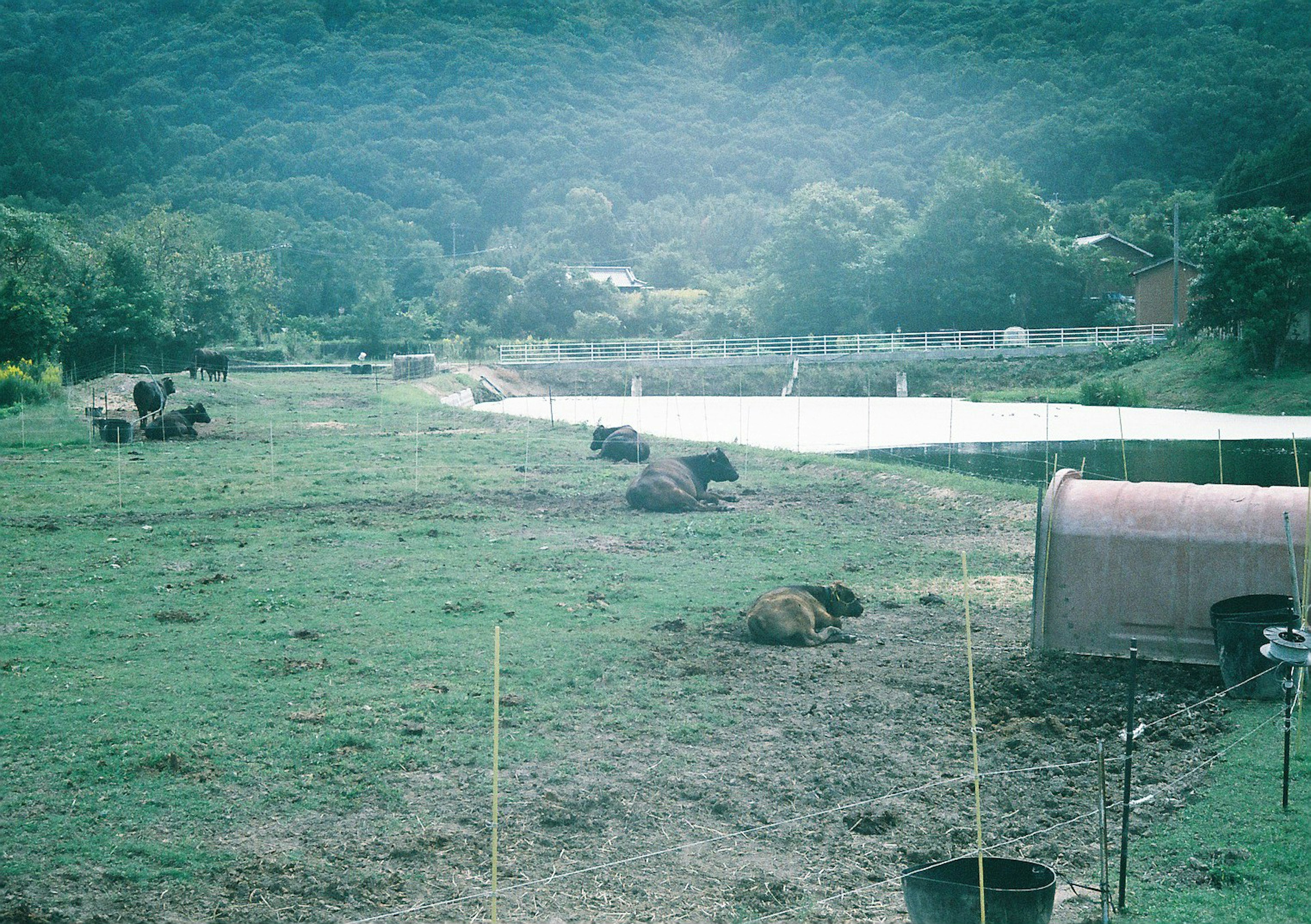 緑豊かな牧草地にいる牛たちと小屋の風景