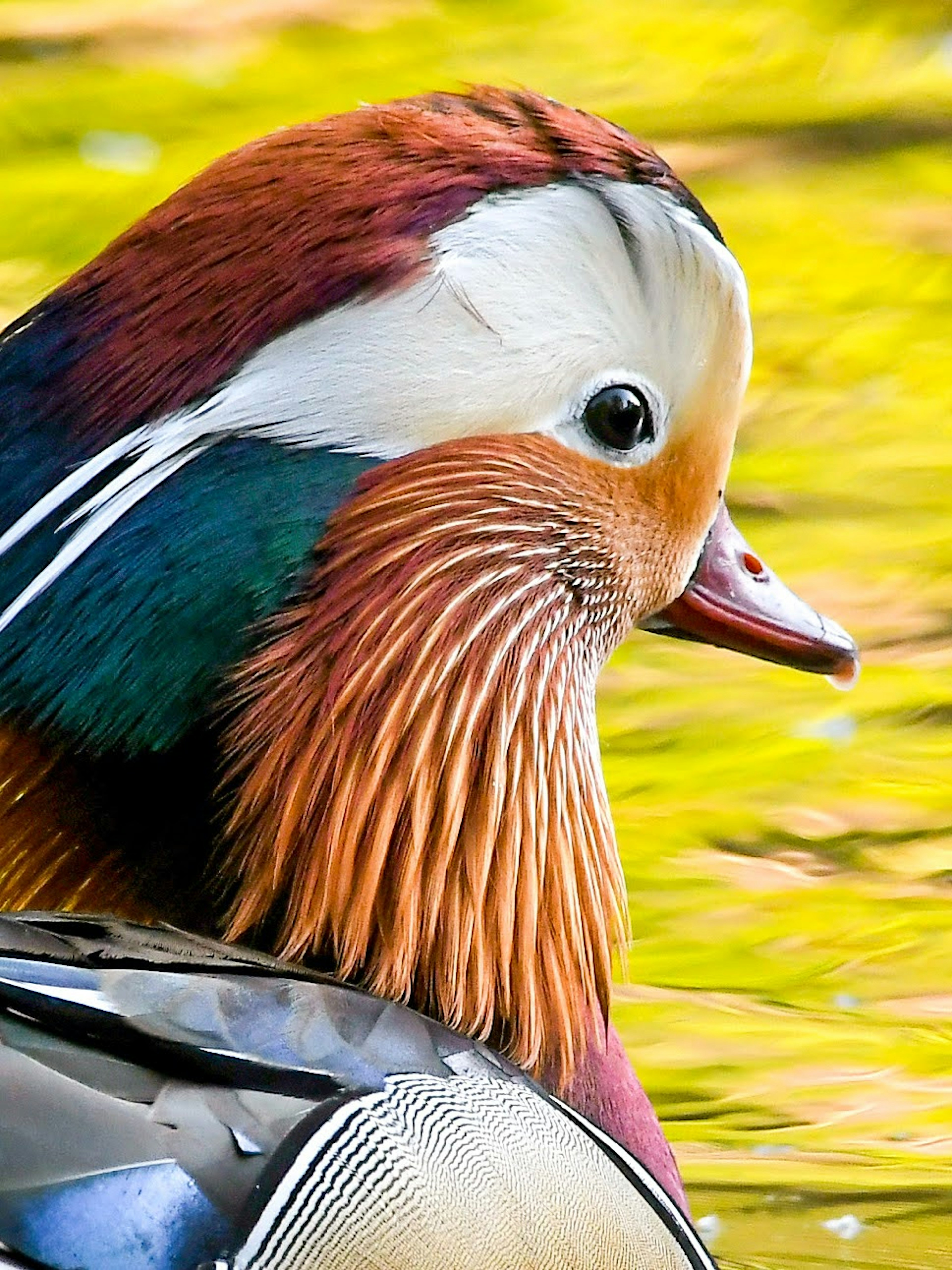 Close-up of a male mandarin duck vibrant plumage and colorful patterns