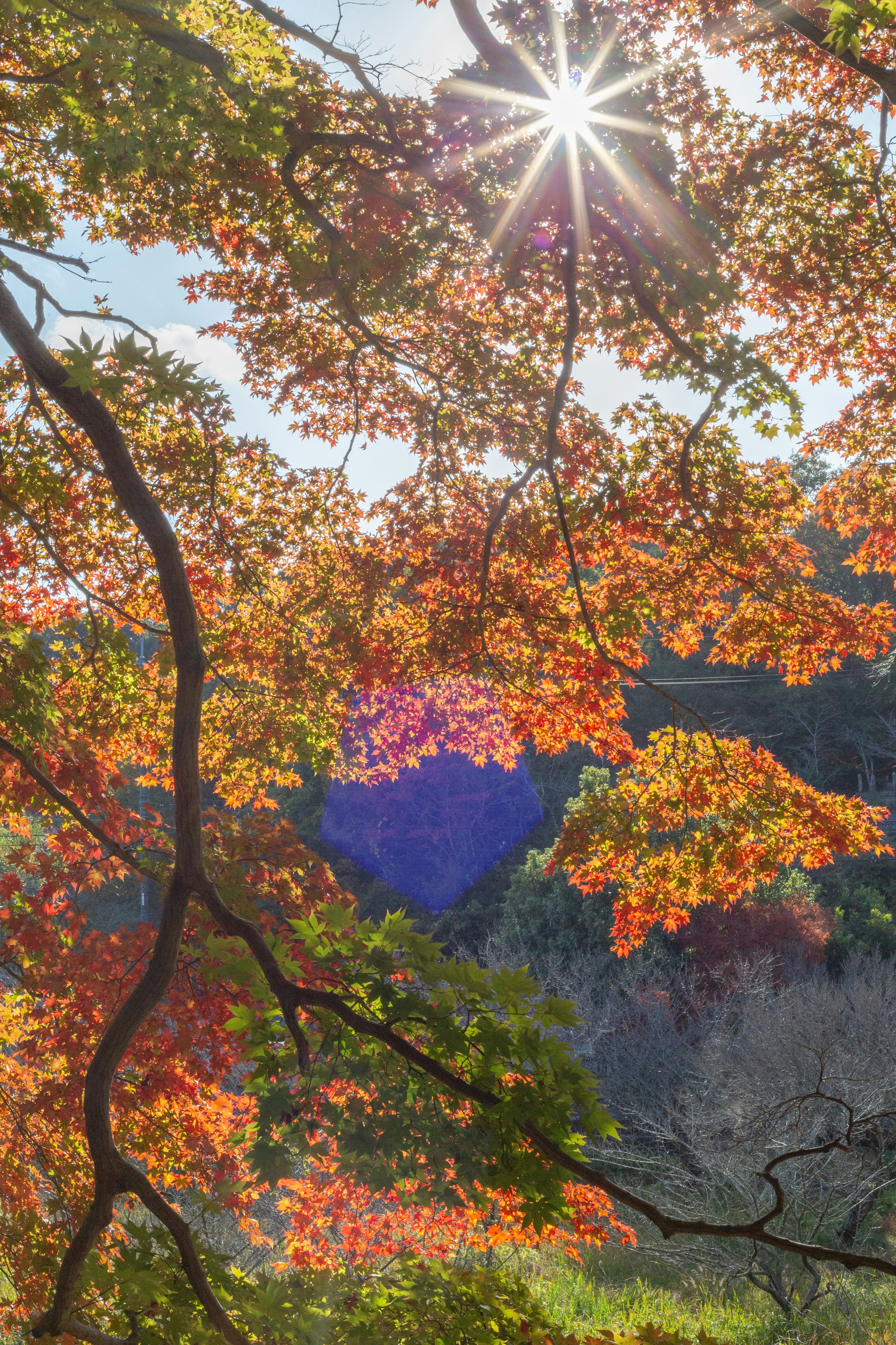 秋の紅葉と陽光が美しい風景