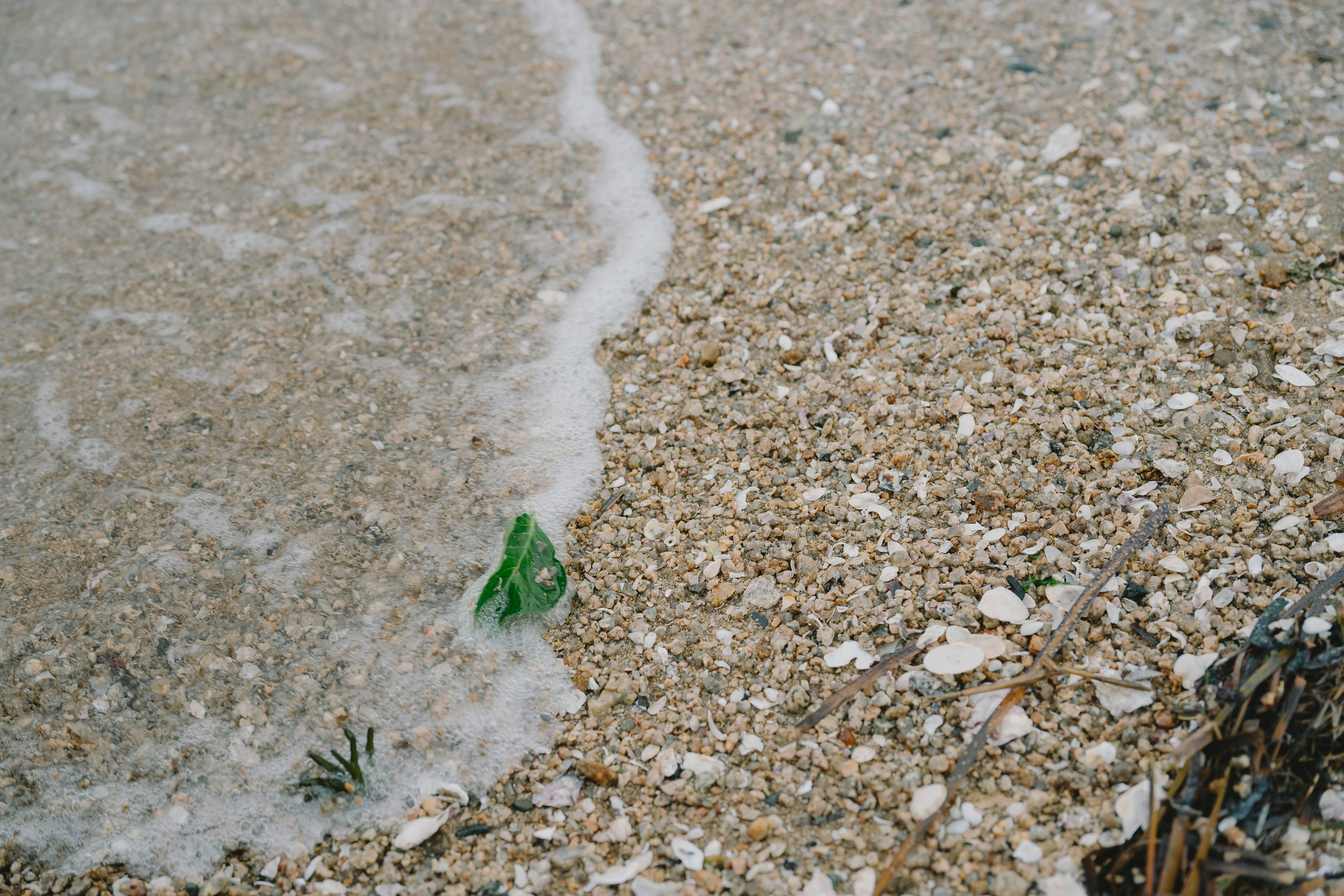 ฉากชายหาดที่มีวัตถุสีเขียวและเปลือกหอยกระจัดกระจายขณะที่คลื่นซัดเข้าหา