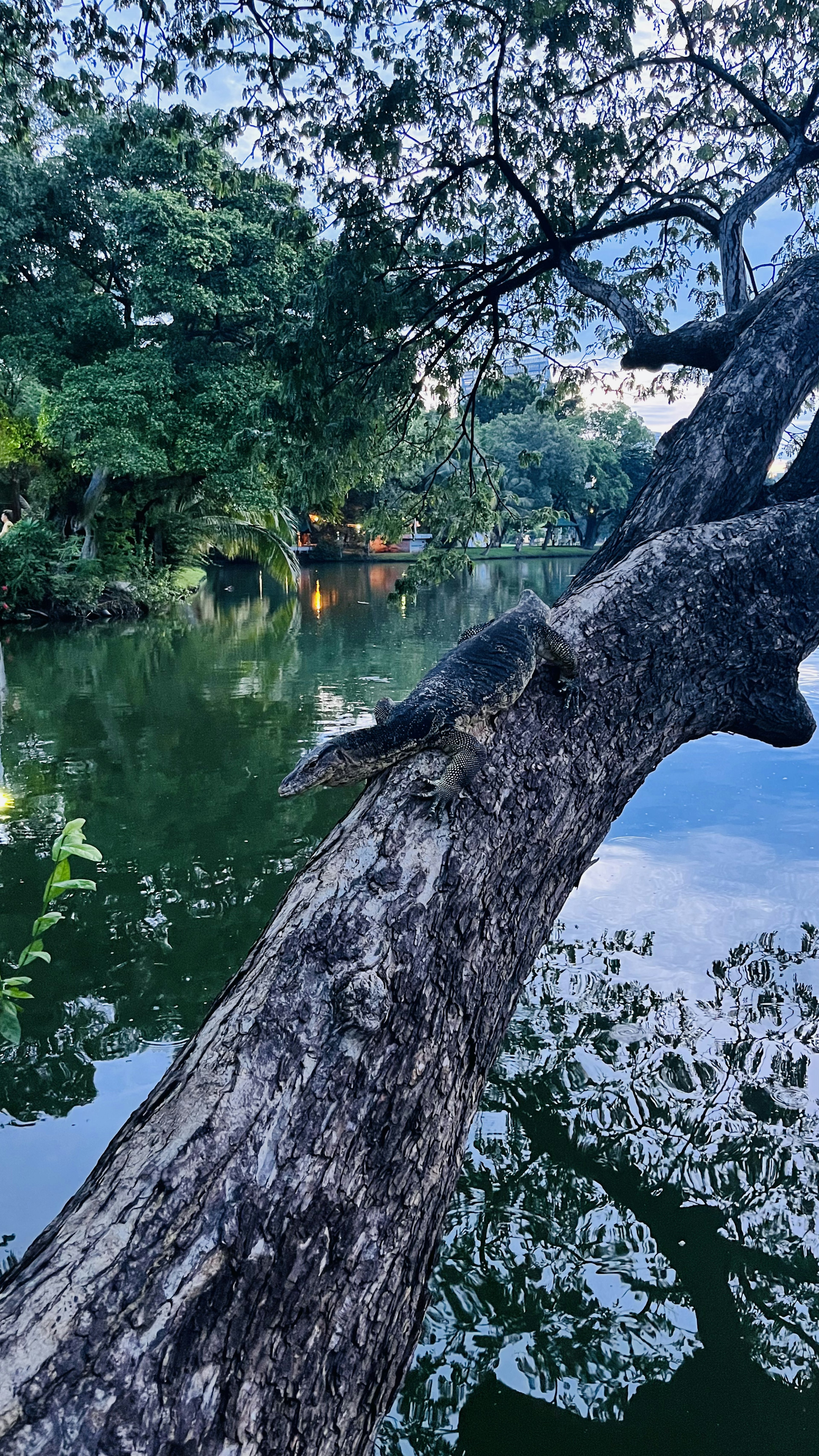 Batang pohon besar di tepi danau tenang dengan refleksi