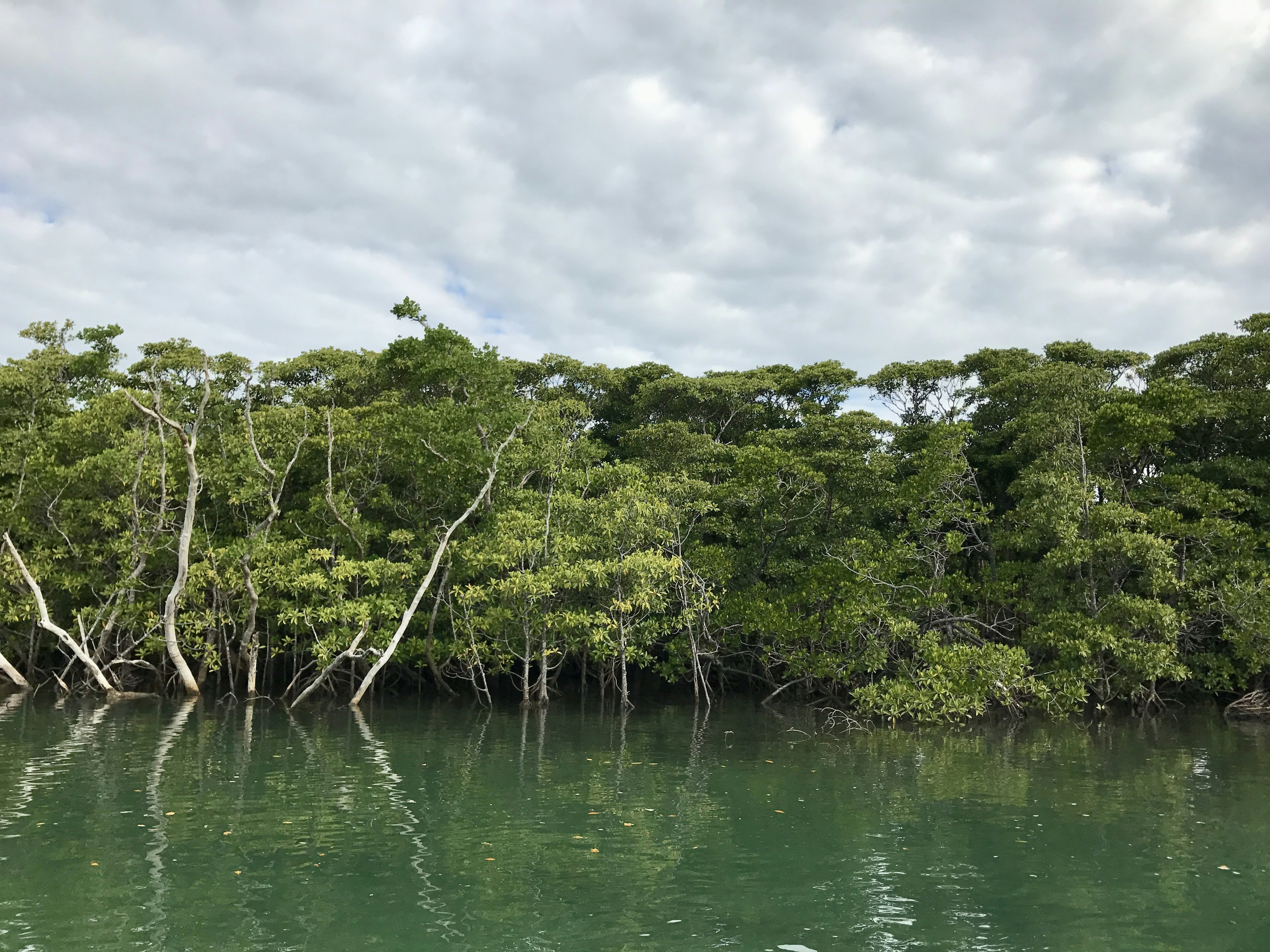 Lush mangrove trees reflecting on calm water in a serene landscape