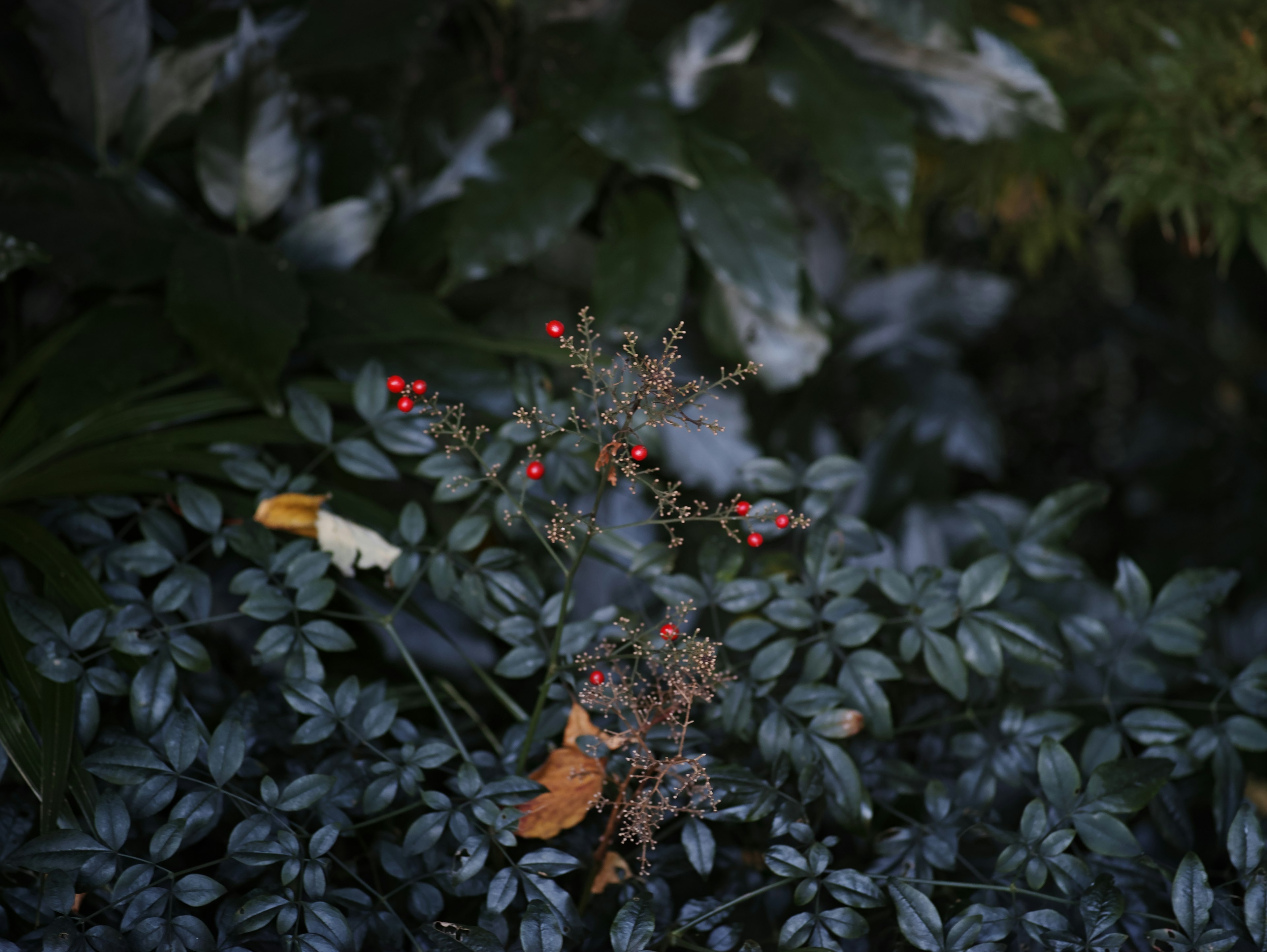 Close-up of a plant with green leaves and red berries against a dark background