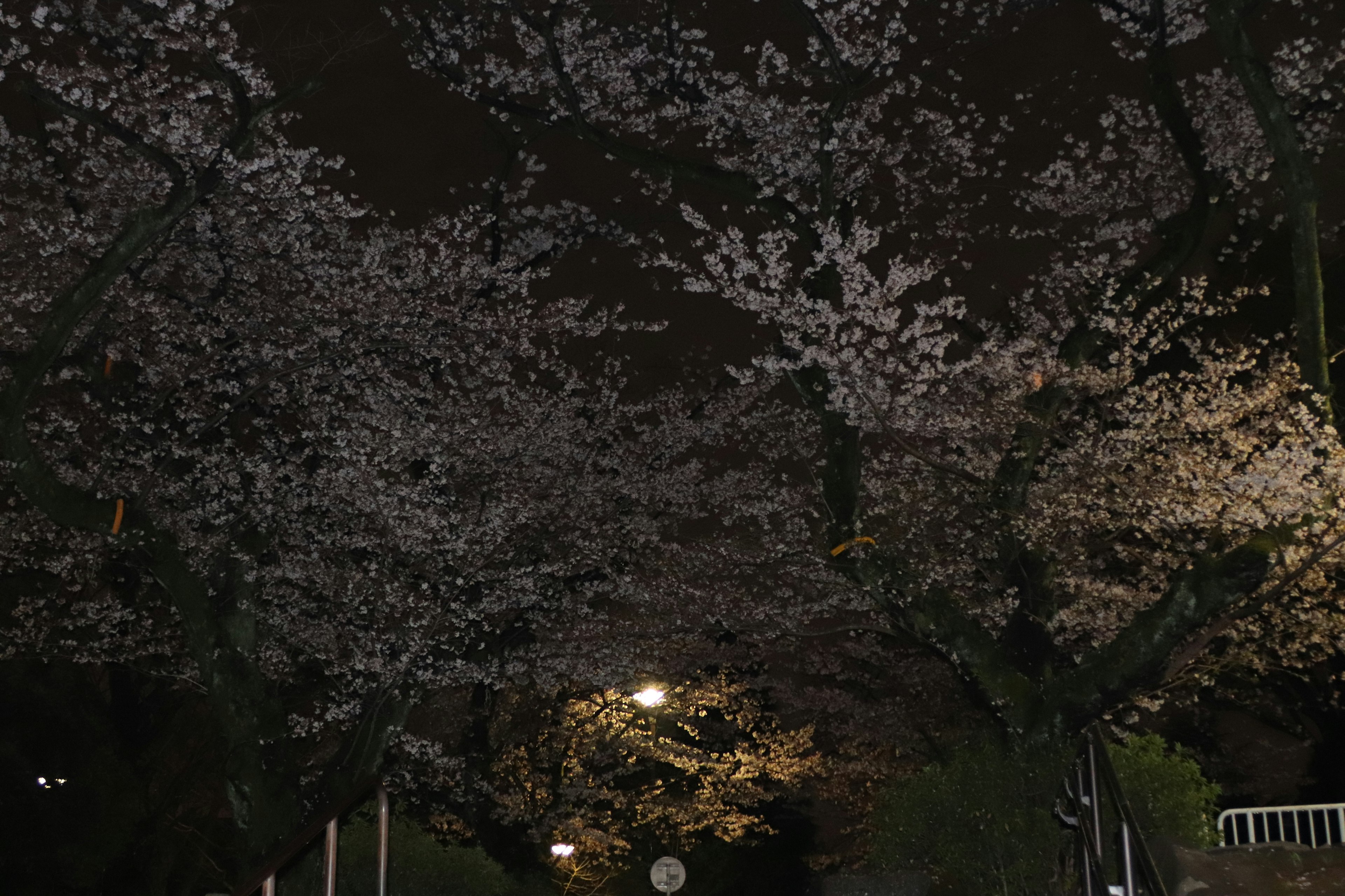 Beautiful view of cherry blossoms in a park at night