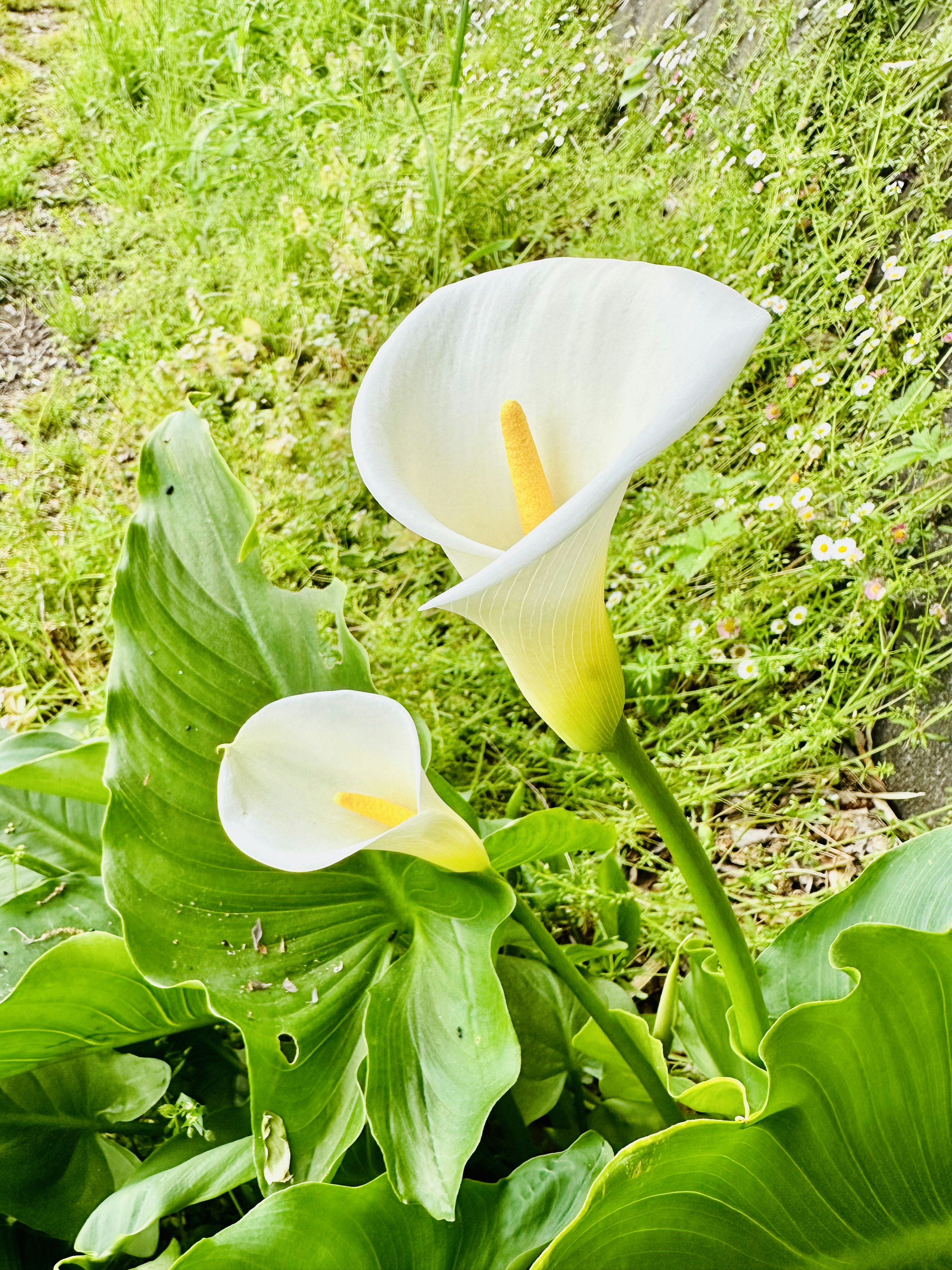 白いカラーリリーの花と緑の葉の近くに小さな花が咲いている