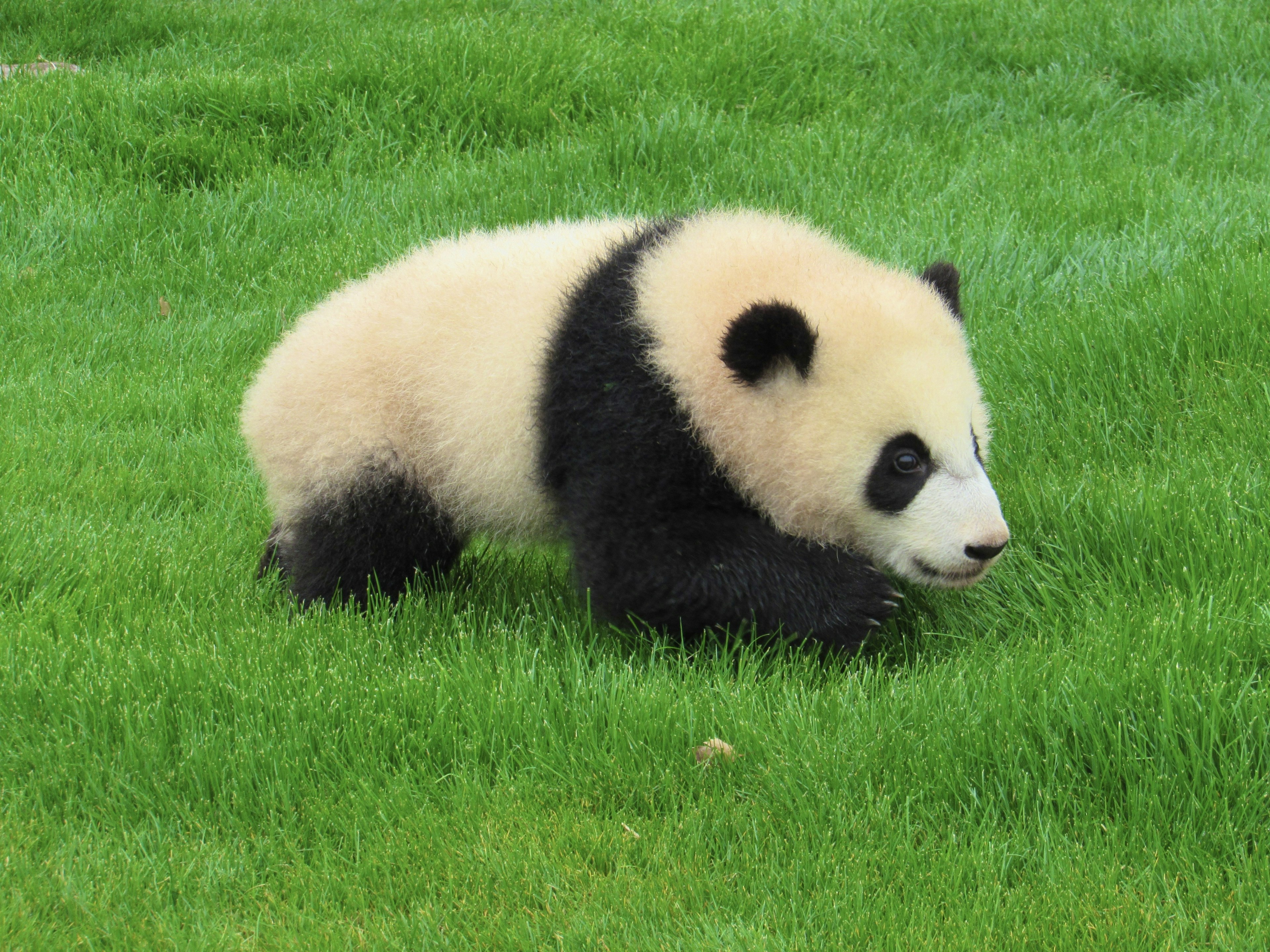 Un cucciolo di panda che cammina sull'erba verde