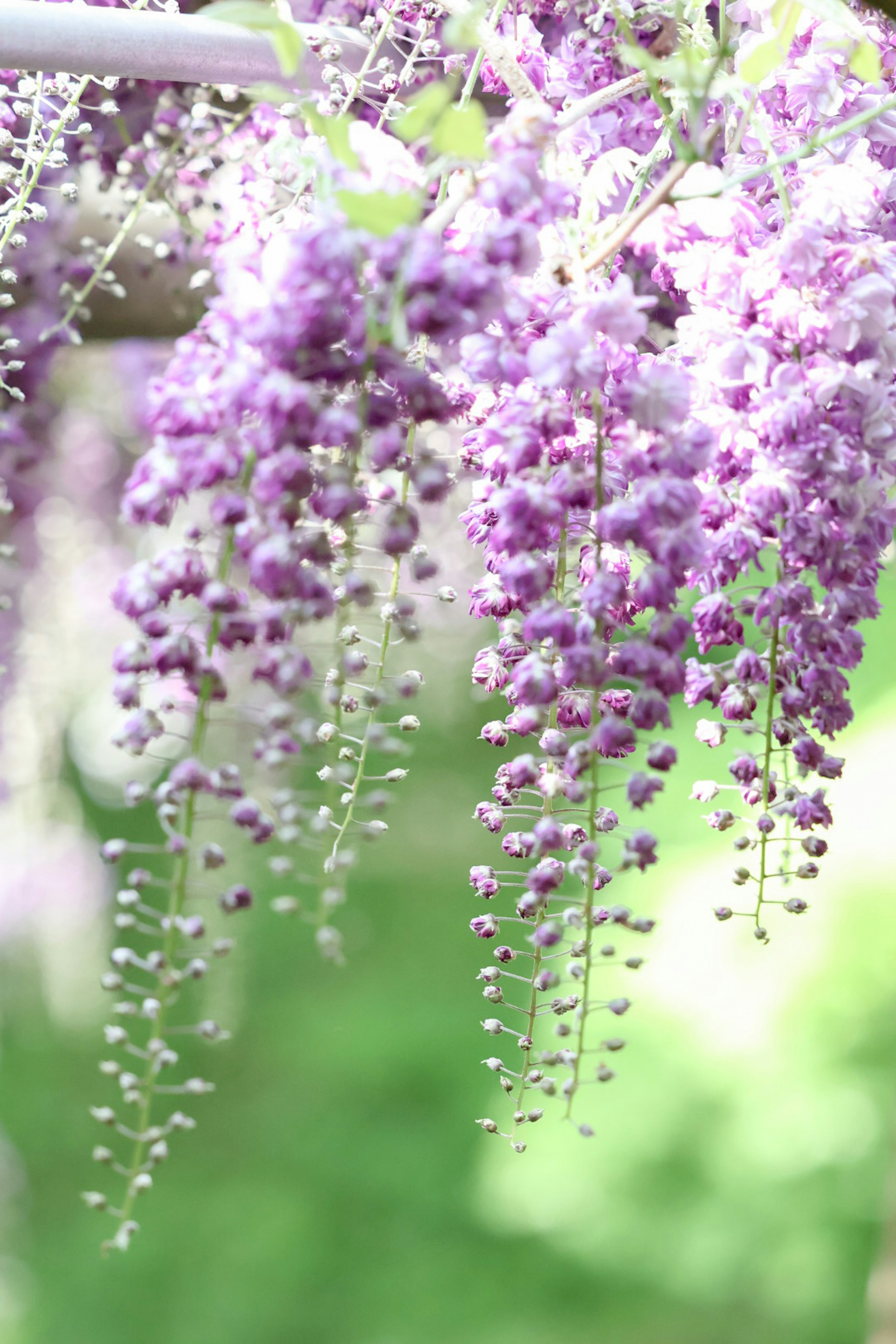 紫色の藤の花が垂れ下がっている美しい画像