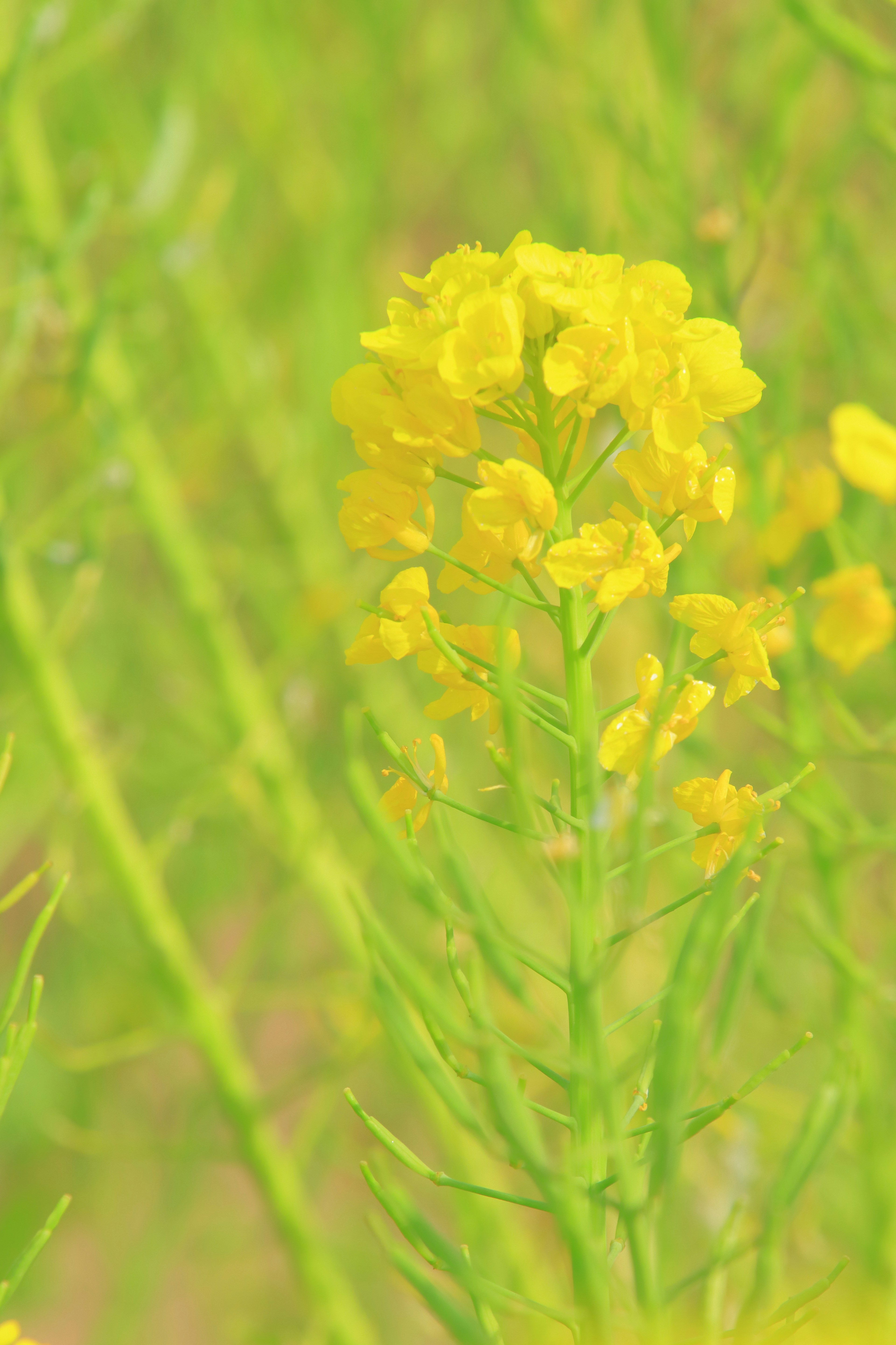 黄色い花が咲いている植物のクローズアップ緑色の背景