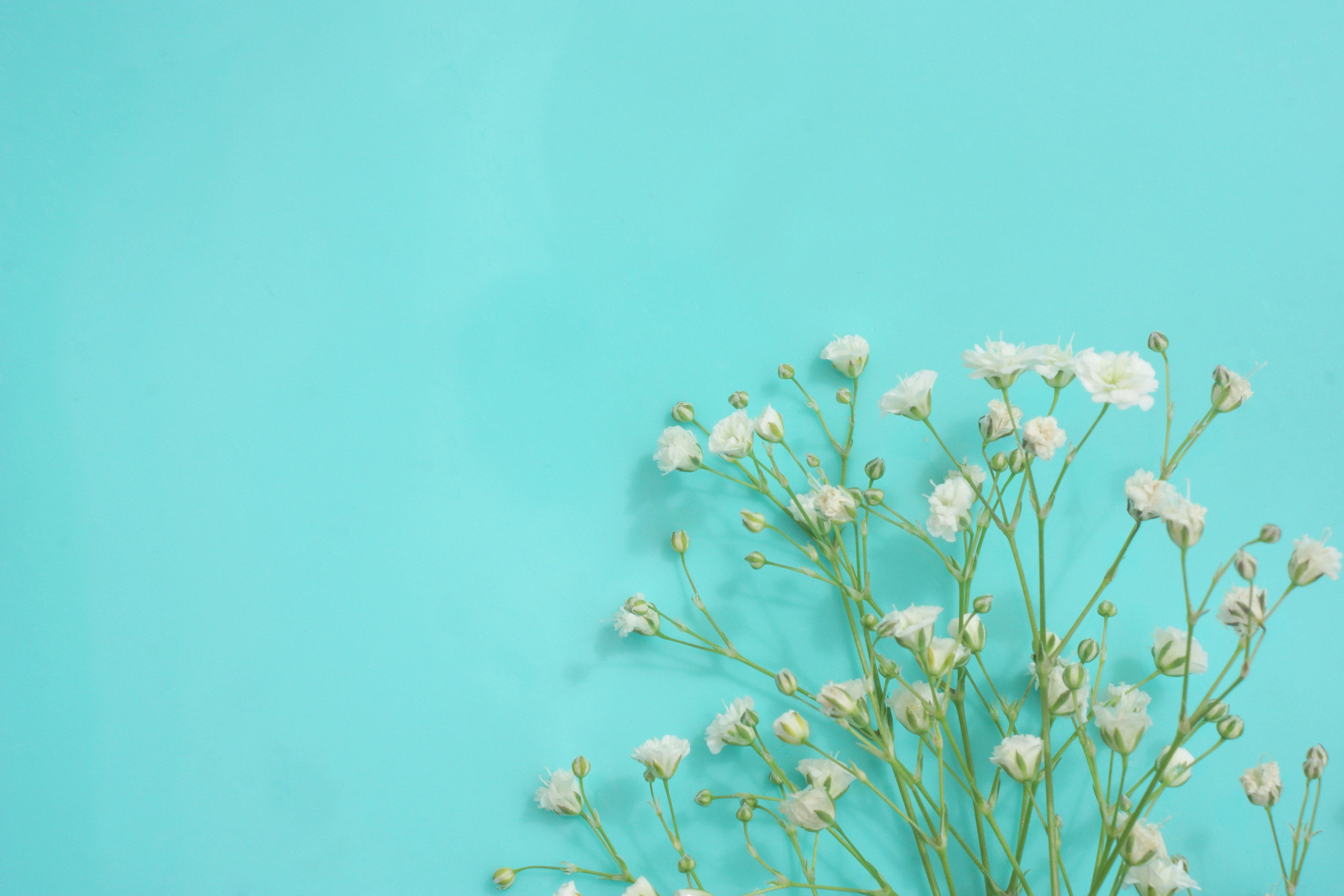 Delicate white flowers arranged against a turquoise background