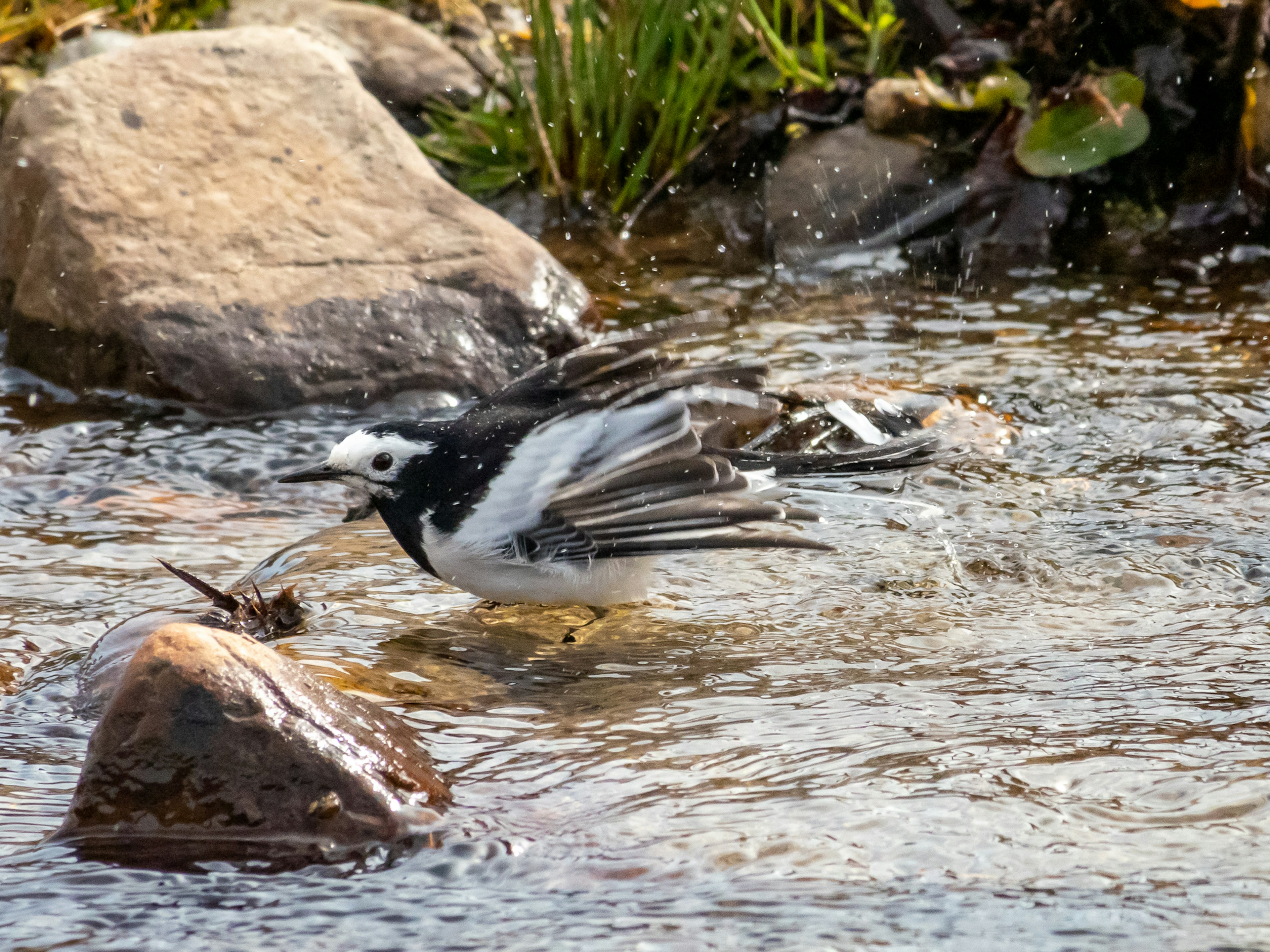 Pájaro blanco y negro extendiendo las alas en un arroyo con piedras